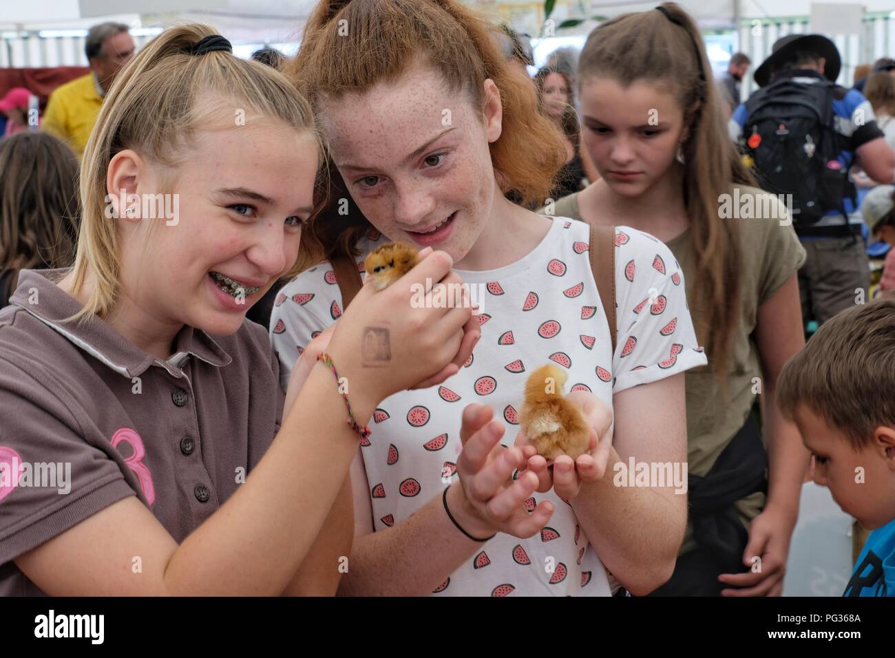 Melplash Agricultural Show, Bridport, Dorset, UK. 23 August 2018. Visitors to the Melplash Show handle newly hatched chicks in the Discover Farming exhibit. The one day agricultural show is a showcase and celebration for local farmers, producers, growers and craftspeople and is the South West’s premier agricultural exhibition. Credit Tom Corban/Alamy Live News Stock Photo