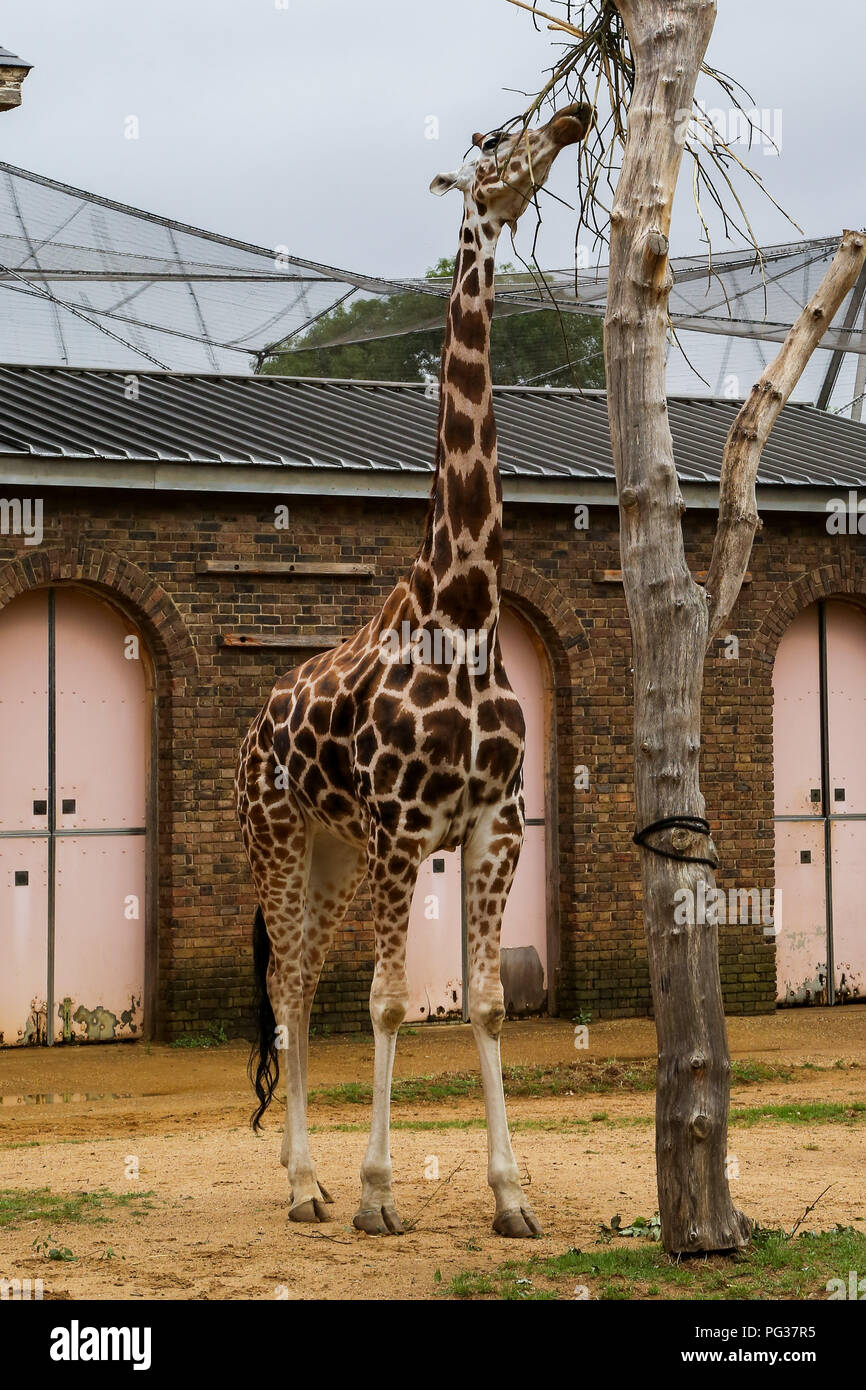 London Zoo, UK 23 Aug 2018 - Giraffe being measured during the annual  weigh-in. With more than 19,000 animals in their care, ZSL London ZooÕs  keepers spend hours throughout the year recording