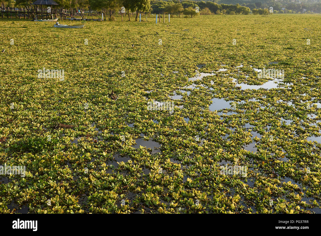 Lake Chapala, Mexico, 23 August 2018. Invasive species water hyacinths (Eichhornia crassipes) blanket Lake Chapala  (Mexicos's largest freshwater lake), Jalisco, Mexico. Despite extensive efforts by the Jalisco Government over a number of years to eradicate this introduced species it continues to spread, 2018 proving worse than ever causing flooding by blocking canals, ditches and pipes and decreasing dissolved oxygen endangering local fish stocks. Credit Peter Llewellyn/Alamy Live News Stock Photo