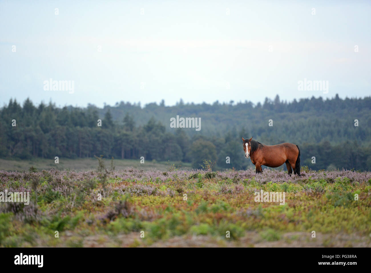 New Forest Hampshire, UK. 23rd Aug, 2018. Pictured: A New Forest pony wanders through heather on heath land at dusk near Stoney Cross in the New Forest, Hampshire, UK. Credit: Henry Stephens/Alamy Live News Stock Photo