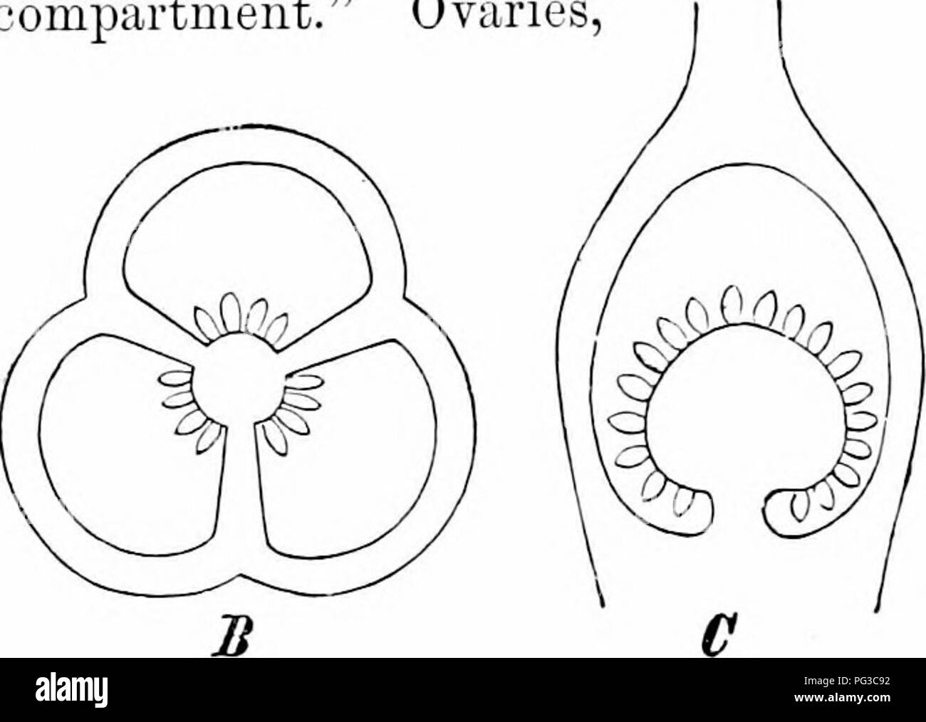 . Plant studies; an elementary botany. Botany. Fig. 3^5. Diagrammatic f^ectioTis of ovaries; A. cross-section of an ovary with one loculiis and three carpels, tlio tliree sets of ovules said to be attached to the wall (parietal); B. cross-section of an ovary 1th three loculi and three carpels, the ovules being in the center (central) ; C, longitudinal section of i&gt;.—After Schim- therefore, may have one loculus or several loculi. &quot;Where there are several loculi each one usually represents a con- stitutent carpel (Fig. 325, B); where there is one loculus the ovary may comprise one carp Stock Photo