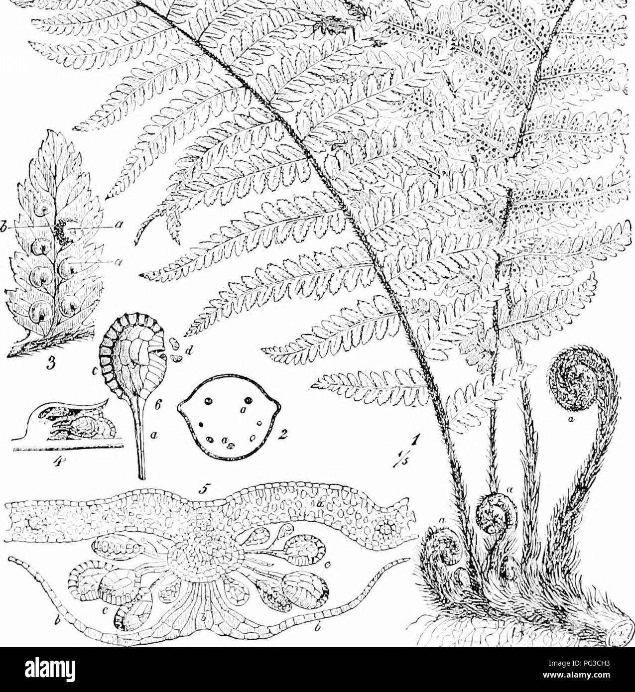 . Plant studies; an elementary botany. Botany. S- 1a f l^^^''k IW'^^^  '7. Km. â¢â I'M). A fern {Anji'nr/inri), phowin^ three lame branchiriLr leaves coniiiiL^ from ;i horizontal Biil)terranean stem (rootPtoek); ynimi: lfacs are also shown, whirh show circiimte vernation. The stem, j'onng leavi's, ami petioles of Ilir lar^ie leaves are tliiekly rovernl with protretinir hairs. Tlir strin L'ivrs rJM' lo nnmcniiis small ro(]ts frmn its lower sitrfaee. The le 'in-c markr.l ,; re|)rc-.rnl^ tlir iimhT sur- face of a [MU-tion of tlie leaf, showing s.^ven snri with sli jel.|.lil&lt;e iiiilii^i;i:  Stock Photo