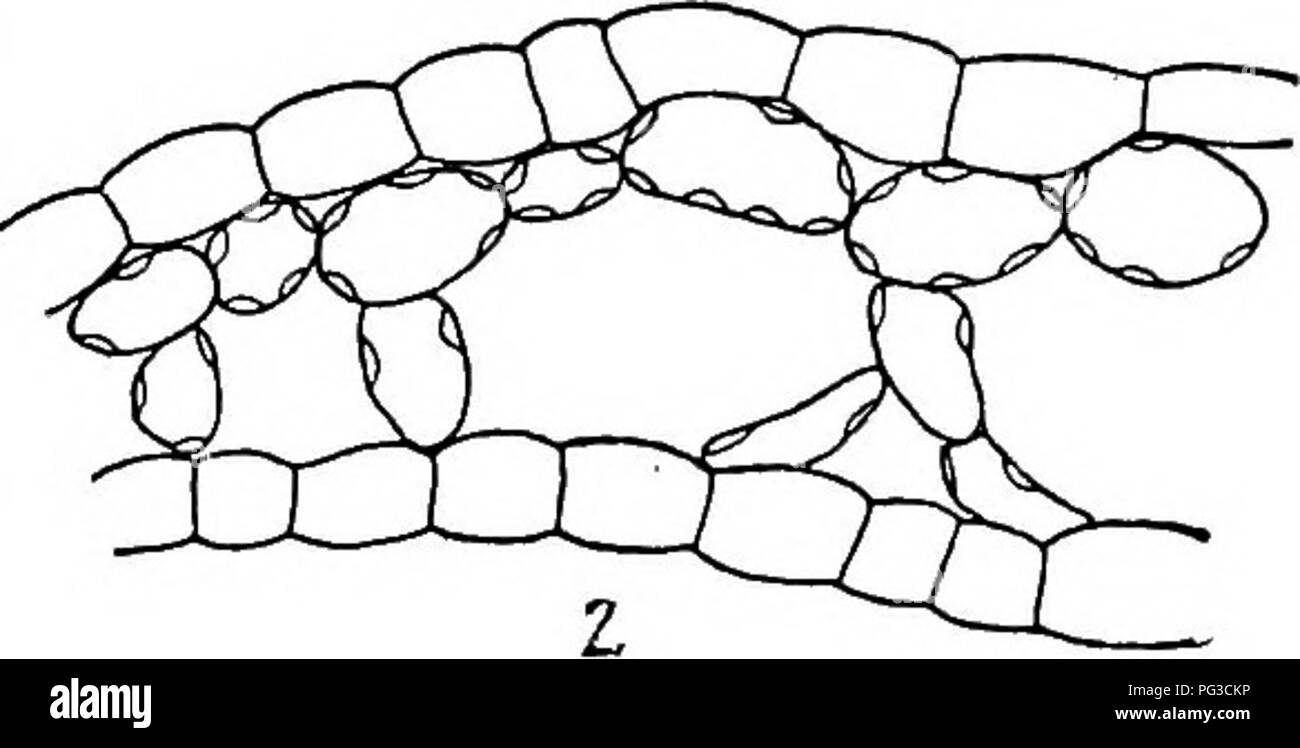 . Research methods in ecology. Plant ecology. Fig. 39. Position of chloroplasts in aerial leaf (1) and submerged leaf (2) of Callitriche bifida. X 250. 176. The measurement of responses to light. Responses, such as the periodic opening and closing of stomata, which are practically the same for all leaves, are naturally not susceptible of measurement. This is also true of the transpiration produced by light, but the difficulty in this case is due. Please note that these images are extracted from scanned page images that may have been digitally enhanced for readability - coloration and appearanc Stock Photo