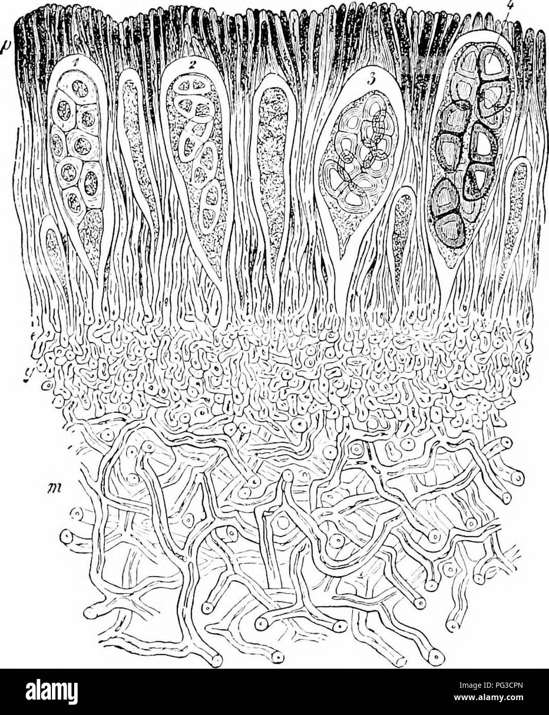 . Plant studies; an elementary botany. Botany. 298 PLANT STUDIES bles an incrustation npon its snl)stratnm of rock, soil, etc. ; (2) FoUose Lilâ hens,^Nii flattened, leaf-like, lobed bodies, at-. Fig. 271. ;Miich cnlari^^ctl ^rrtiim rif a iit.rtinn of ttie ajiothccInTU (if Anojiliirldii. show- la lt tlif fan^Mi.s 111)ci'lialii t//M, w tiicli is inassnl allow (yi, just luairalli the layry of asci (?,:',:;,',). in wliicll siiorcs in various stUL^cs of dcTlo[iiinait aro sliown,â AftLa- Saiiis, tachcd oidy at the middle or irregularly to the substrtitum ; (3) Fni/icose LicJie.ii-'&lt;, witli fi Stock Photo