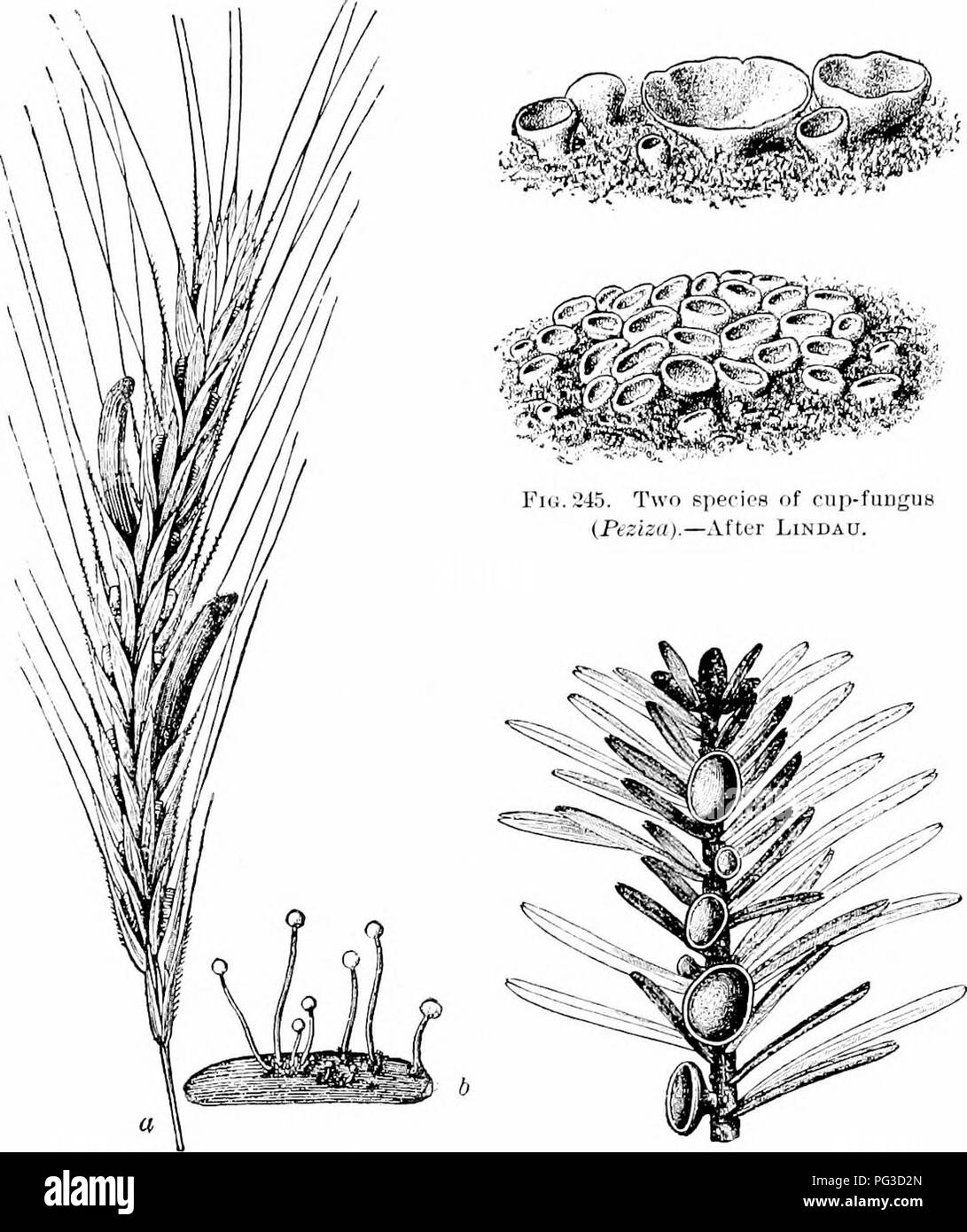 . Plant studies; an elementary botany. Botany. TllALLUPlIYTES; FUNGI i!T7. Fu;. 2-11. Head of rye attacked by &quot; er- got &quot; {a), peculiar graiu-like masses replacing the grains of rye ; also a mass of &quot;ergot&quot; germinating' to form spores (6).—After Tulasne. Fic..'2-lii. A cup-fungus (Pitya) grow- 1112; on a spruce iPicea). — After Eedm. In some of these forms the ascocarp is completely closed, as in the lilac mildew; in otlicrs it is flask-sliaped ; in others, as in the cup-fungi, it is like a cup or disk ; but in all the spores are inclosed by a delicate sac, the ascus.. Plea Stock Photo