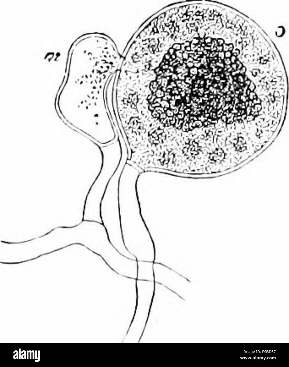 . Plant studies; an elementary botany. Botany. Fig. 'SA'.. a hrancti of Peronospora in contact with two cells of a host ])lant, and sending into them its large hanstoria.—After DeBakt.. Please note that these images are extracted from scanned page images that may have been digitally enhanced for readability - coloration and appearance of these illustrations may not perfectly resemble the original work.. Coulter, John Merle, 1851-1928. New York, D. Appleton and Company Stock Photo