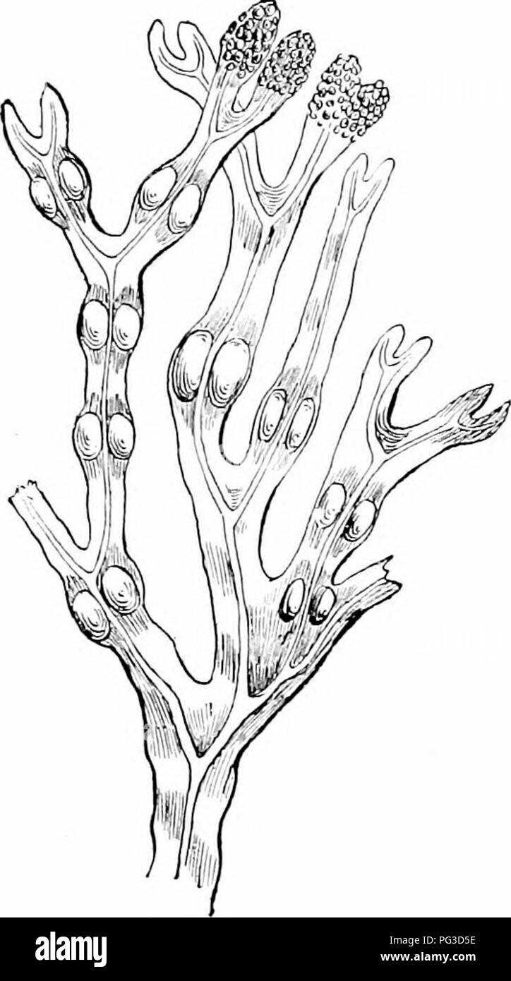 . Plant studies; an elementary botany. Botany. THE GKEAT Gli(.)UPS OF AUiM '2rA. feet long, M'liose stalk develops root-like holdfasts (Fig. 218). The largest body is developed by tin Antarctic Lkmiliaria form, which rises to the surface from a sloping bottom with a floating thallus six hundred to nine hundred feet long. Other forms rise from the sea bottom like trees, with thick trunks, numerous brandies, and leaf-like ai^peudages. The common Fiiriis, or &quot; rock weed,&quot; is rib- bon-form and constantly branches by forking at the tip (Fig. 219). This method of branching is called diclio Stock Photo
