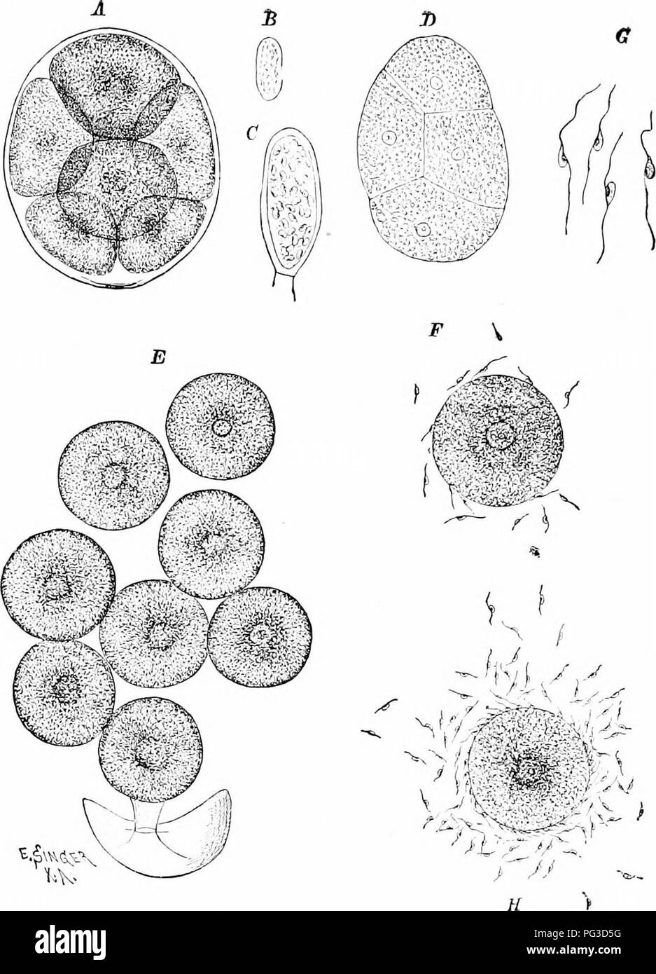. Plant studies; an elementary botany. Botany. Fig. 3:31. Sexual reproduction of Fhci/s, showing the eight eggs isix in eight) dis- charged fi-oin tlic oogonium and eurronnded by a membrane (A), eggs liberated from the membrane (E i, antheridinm containing sperms ( 6'). the discharged lat- erally biciliate sperms i (;), and eggs surrounded by swarming sperms (F, H).— After Singer.. Please note that these images are extracted from scanned page images that may have been digitally enhanced for readability - coloration and appearance of these illustrations may not perfectly resemble the original w Stock Photo