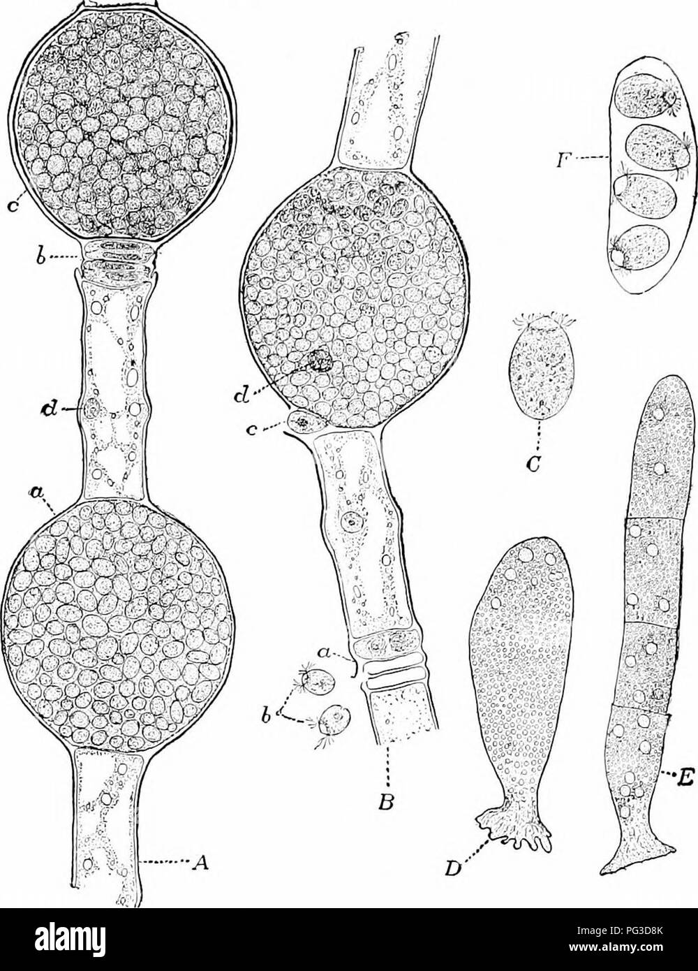 . Plant studies; an elementary botany. Botany. . 2flG. Edogoniuni nodosum, a Conferva form ; .4, portion of a filament, showing a ve.E^etative celi with its nnclens id), an oogoninni ia) filled by an e^g packed with, food material, a second oogoninm (r) containing a fertilized etrg or oospore as shown by the heavy waW. and two antheridia ib). each containing two spei-ms; B, another filament shoing antheridia («i from which two sperms [b) have escaped, a vegetative ceil wilh its nnclens, and an oogonium which a sperm (c) has entered and is coming in contact with the egg whose nnclens (d) may  Stock Photo