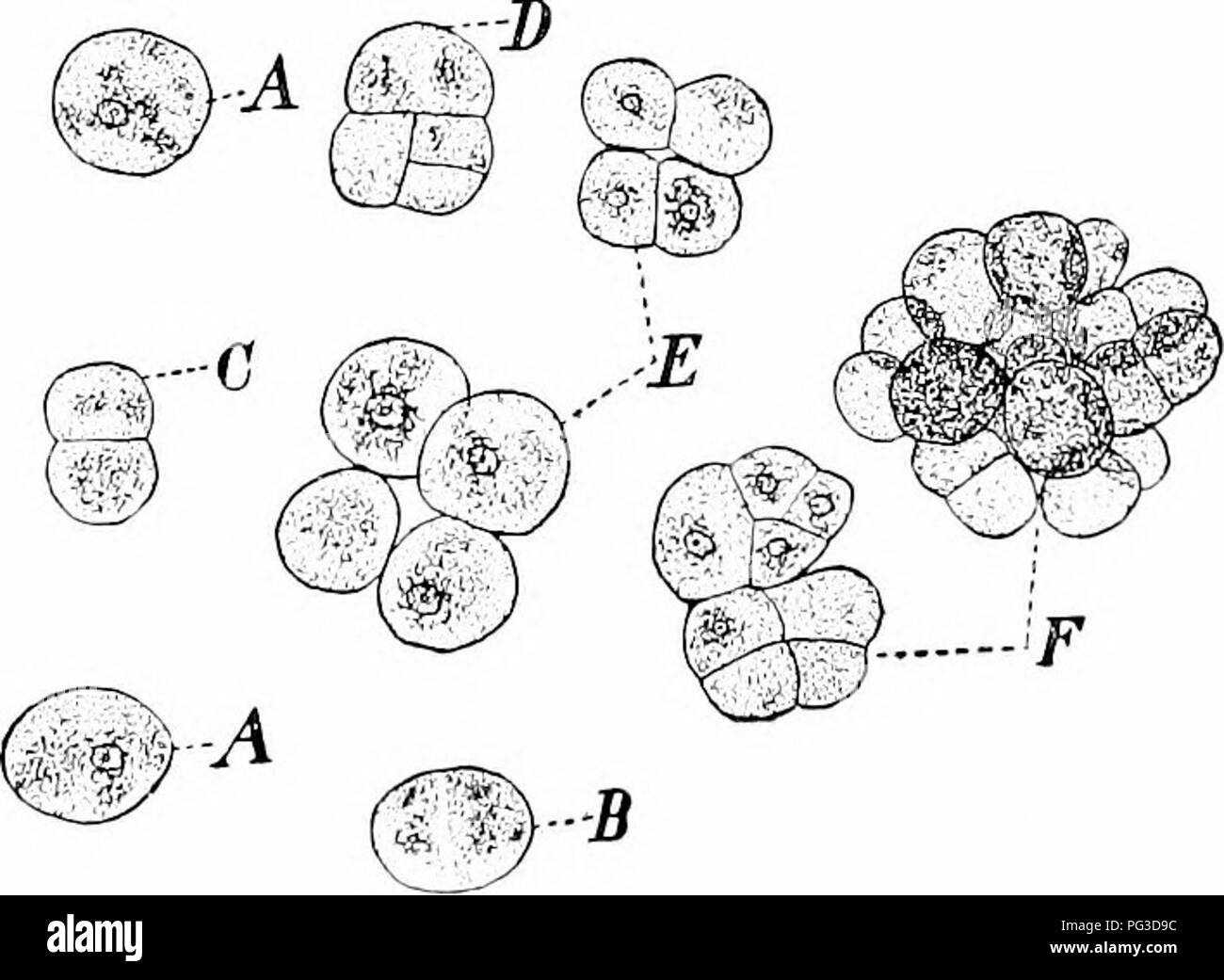 Fission Bacteria High Resolution Stock Photography and Images - Alamy