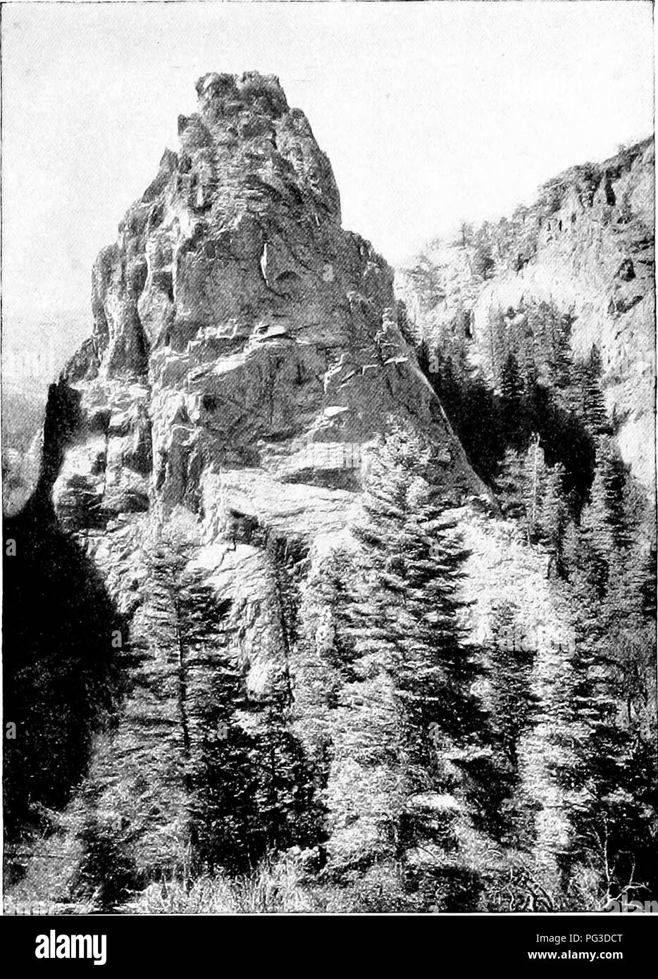 . Plant studies; an elementary botany. Botany. Fig. 194. A serophyte conifer forest in the mountains. The peculiar conifer habit of body is recognized, the trees finding foothold in the crevices of rocks or in areas of rock debris.. Please note that these images are extracted from scanned page images that may have been digitally enhanced for readability - coloration and appearance of these illustrations may not perfectly resemble the original work.. Coulter, John Merle, 1851-1928. New York, D. Appleton and Company Stock Photo