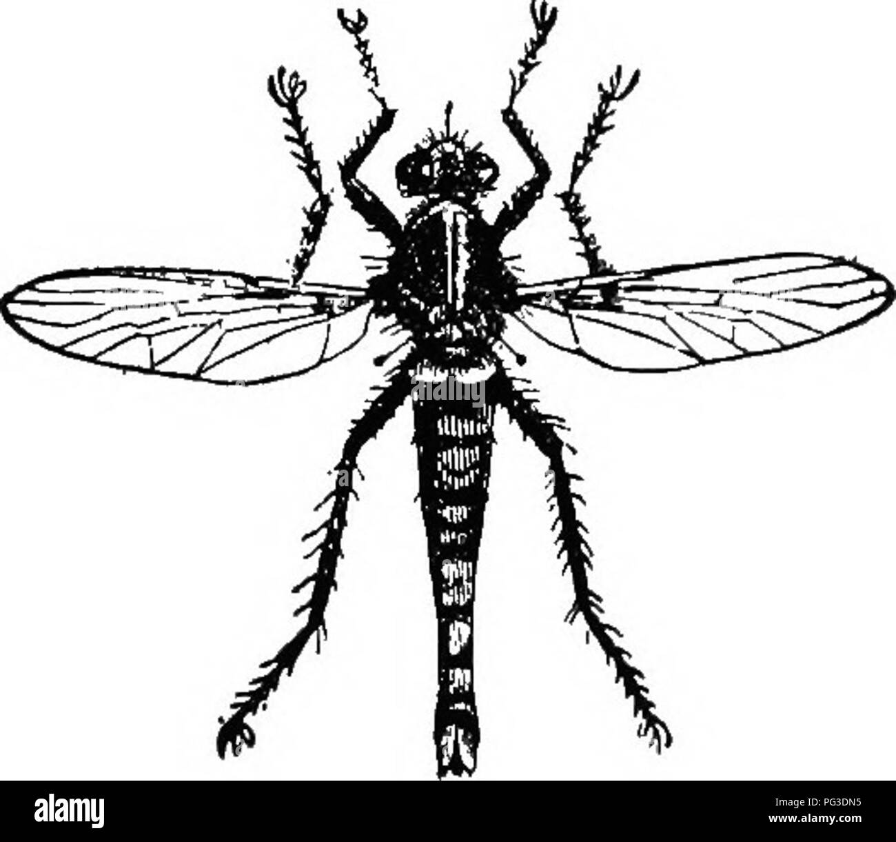 Tiger bee fly Black and White Stock Photos & Images - Alamy