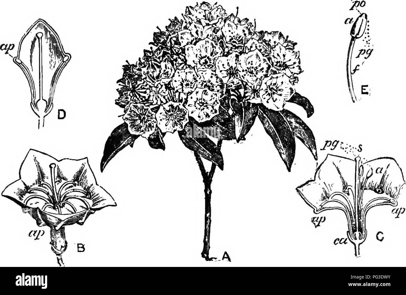 . The bee-keeper's guide; or, Manual of the apiary. Bees. OR, MANUAI, OF THS APIARY. 441 the attention of the bees with the linden ; while apiarists of the South find sourwood, or sorrel tree (Oxydendrum arboreum), (Fig. 244), a valuable honey-tree. It yields much very excel- lent honey. The honey is not quite as light-colored as sage, clover and basswood. It is slow to granulate. This plant is grown at the Michigan Agricultural College, but it is not Fig. 245.. Mountain Laurel.—From Department of Agriculture A Flowering branch. B 0 Expanded flower, ap, ap Antler pockets. s Stigma. e Enlarged  Stock Photo