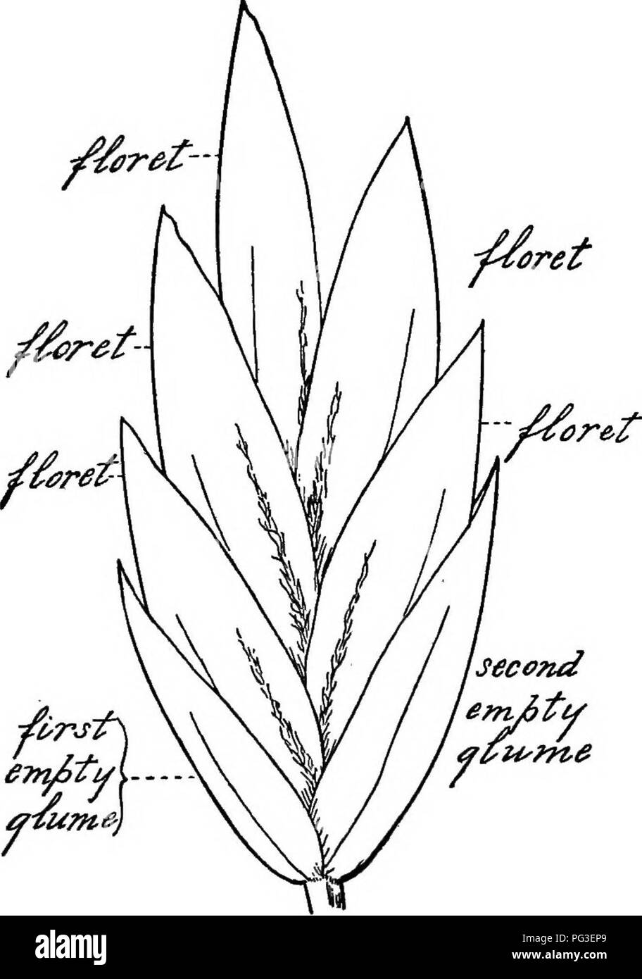 . Farm grasses of the United States; a practical treatise on the grass crop, seeding and management of meadows and pastures, descriptions of the best varieties, the seed and its impurities, grasses for special conditions, etc., etc. Grasses. FIG. 50—A SPIKE FIG. 51—A SPIKELET. Please note that these images are extracted from scanned page images that may have been digitally enhanced for readability - coloration and appearance of these illustrations may not perfectly resemble the original work.. Spillman, W. J. (William Jasper). New York, O. Judd company Stock Photo