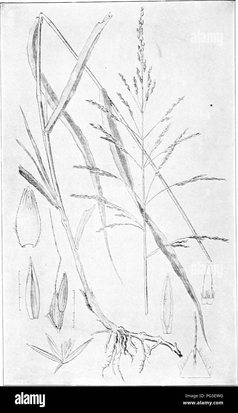 . Farm grasses of the United States; a practical treatise on the grass crop, seeding and management of meadows and pastures, descriptions of the best varieties, the seed and its impurities, grasses for special conditions, etc., etc. Grasses. FIG. 27—JOHNSON GRASS. Please note that these images are extracted from scanned page images that may have been digitally enhanced for readability - coloration and appearance of these illustrations may not perfectly resemble the original work.. Spillman, W. J. (William Jasper). New York, O. Judd company Stock Photo