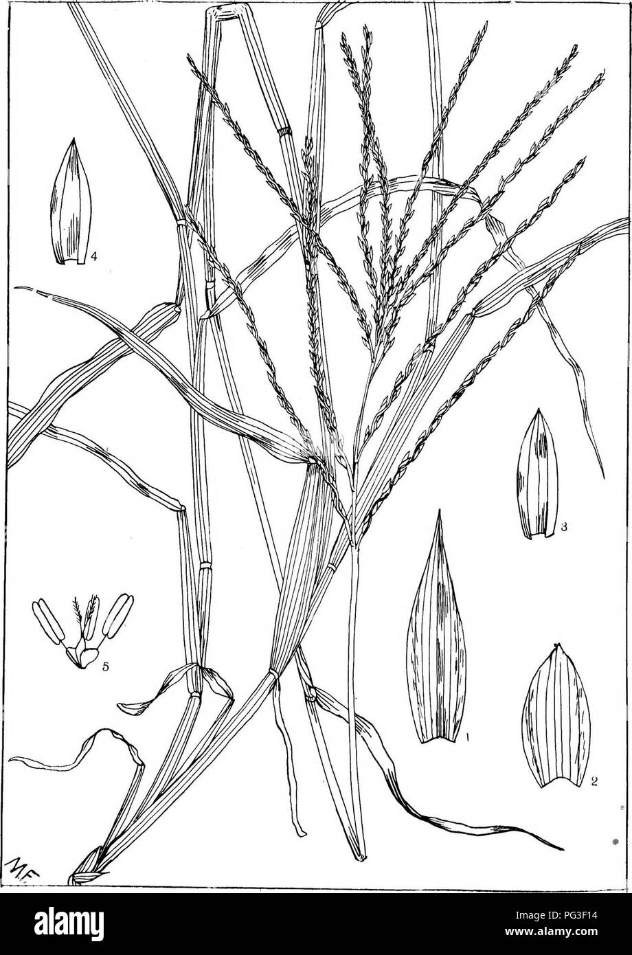 . Natal plants : Descriptions and figures of Natal indigenous plants, with notes on their distribution, economic value, native names, &amp;c., / by J. Medley Wood and Maurice S. Evans. Published under the auspices of Natal Government and Durban Botanic Society. Botany. PLATE 469.. DIGITARIA DEBILIS, willd.. Please note that these images are extracted from scanned page images that may have been digitally enhanced for readability - coloration and appearance of these illustrations may not perfectly resemble the original work.. Wood, John Medley, 1827-1914; Evans, Maurice S. (Maurice Smethurst), 1 Stock Photo