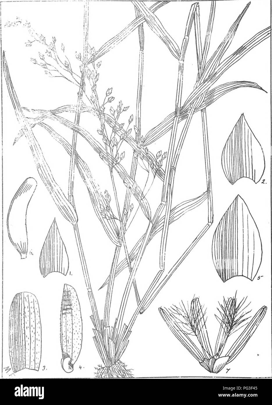 Ehrharta erecta hi-res stock photography and images - Alamy