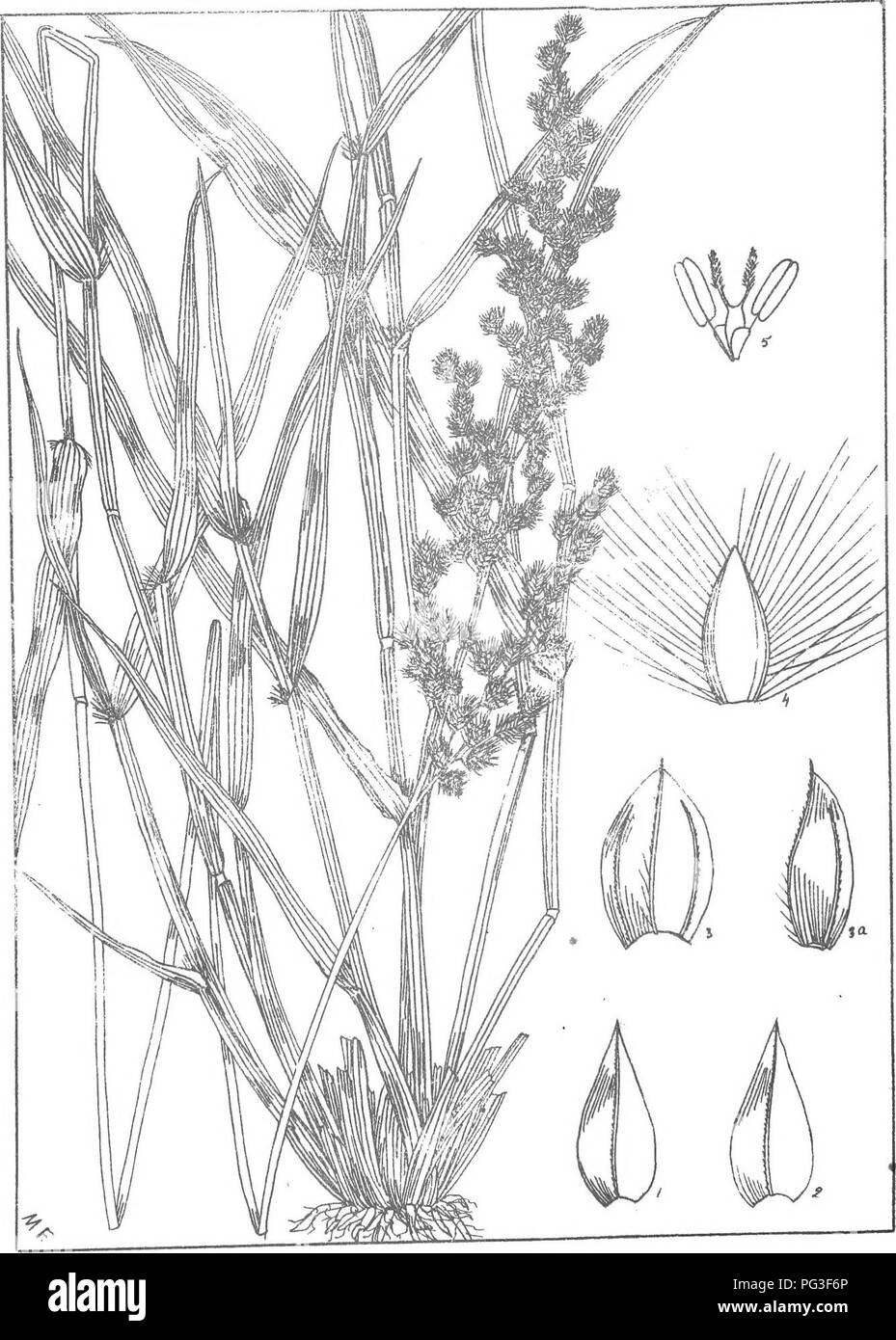. Natal plants : Descriptions and figures of Natal indigenous plants, with notes on their distribution, economic value, native names, &amp;c., / by J. Medley Wood and Maurice S. Evans. Published under the auspices of Natal Government and Durban Botanic Society. Botany. PLATE 428.. ERAGROSTIS CILIARI5. &quot;^^^. Please note that these images are extracted from scanned page images that may have been digitally enhanced for readability - coloration and appearance of these illustrations may not perfectly resemble the original work.. Wood, John Medley, 1827-1914; Evans, Maurice S. (Maurice Smethurs Stock Photo