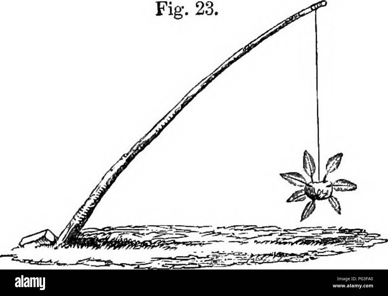 . The book of the garden. Gardening. BRASSICACEOUS PLANTS.—THE CABBAGE. 83 planted like any other cutting—produ- cing, in due time, plants fit for use, and cuttings for further propagating supplies. Amateurs might in this way keep up a succession of stock without the trouble of sowing seed. The great advantage, how- ever, is in keeping the stock uncontami- nated. Sowing and planting.—The time of sow- ing for a principal crop, to come into use the May following, is by long experience fixed by the London market-gardeners to be from the 25th of August to the 1st of September. A fortnight earlier Stock Photo