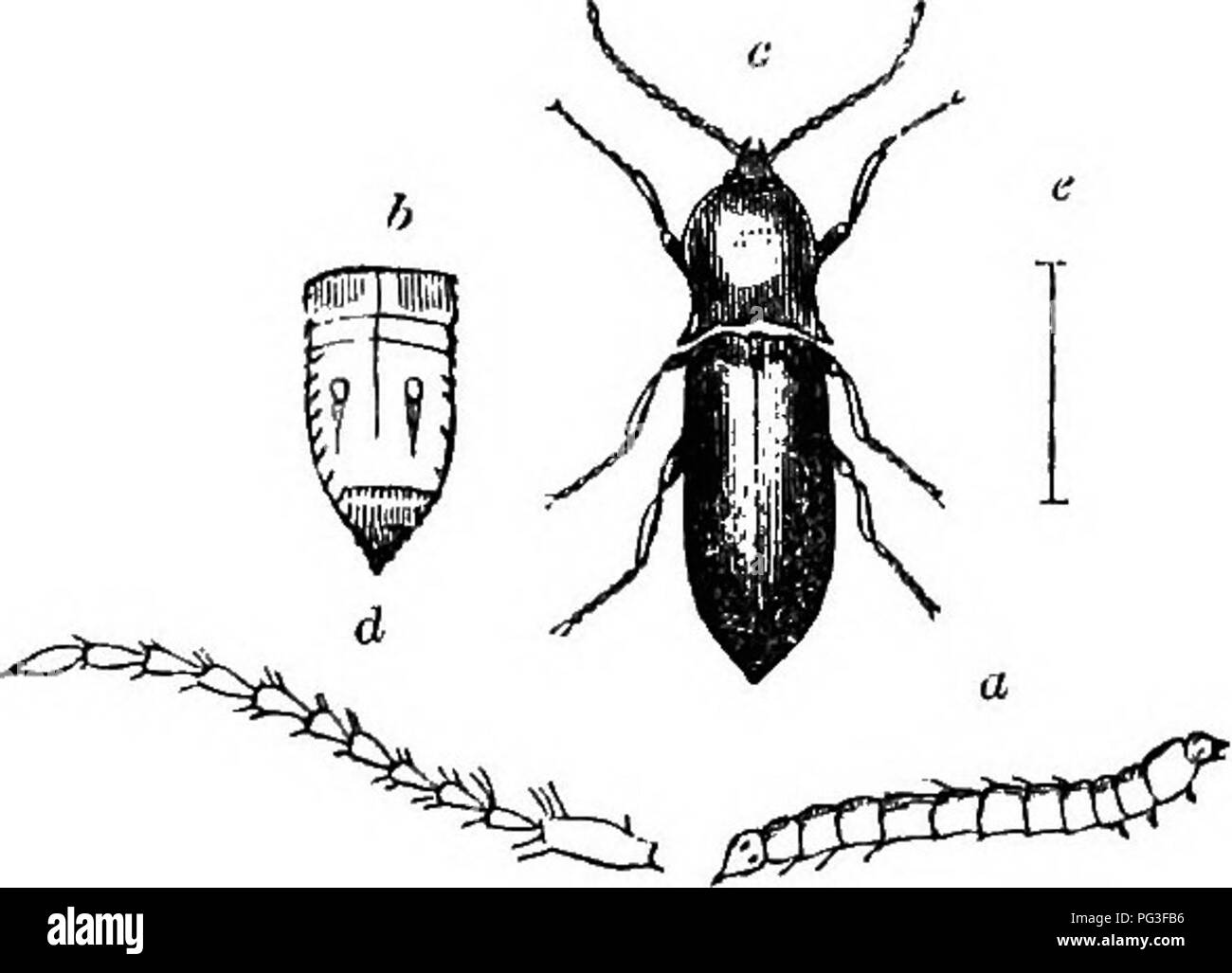 . The book of the garden. Gardening. YELLOW-BOOTED B£AN BEETLE.. O, WIRE-WORM; &amp;, CAUDAL JOINT MAGNIFIED ; C, PERFECT BEETLE ; d, ANTENNA. third of an inch in length, and is described by Stephens as being &quot; foscous, with a griseoua pubescence. Head and thorax blackish, the latter with the lateral branches nearly straight, and the posterior angles very acute; the disc very convex, and thickly punctate; scutellum fuscous; elytra broad, a little attenuated, round- ed at the apex, very convex; punctate striated; the striae disposed in pairs, and united at the apex, griseous yellow, with t Stock Photo