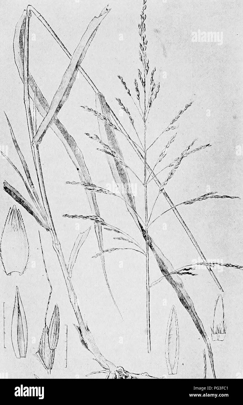 . Farm grasses of the United States; a practical treatise on the grass crop, seeding and management of meadows and pastures, descriptions of the best varieties, the seed and its impurities, grasses for special conditions, etc., etc. Grasses. I, ' ^FH. A j&gt; FIG. 27—JOHNSON GRASS. Please note that these images are extracted from scanned page images that may have been digitally enhanced for readability - coloration and appearance of these illustrations may not perfectly resemble the original work.. Spillman, W. J. (William Jasper). New York, O. Judd company Stock Photo
