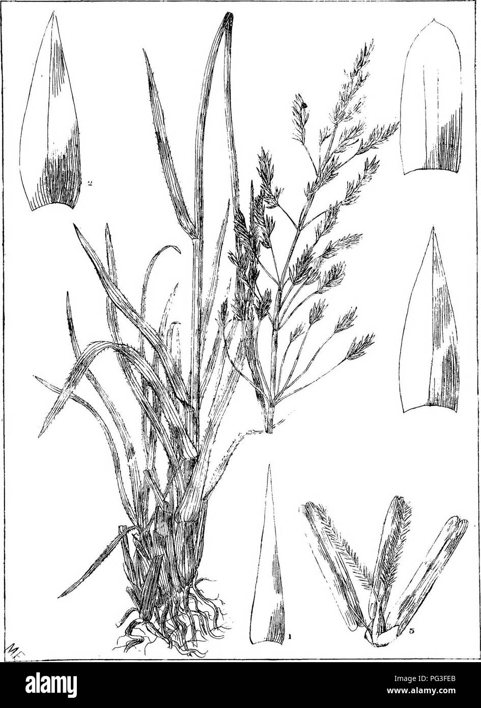. Natal plants : Descriptions and figures of Natal indigenous plants, with notes on their distribution, economic value, native names, &amp;c., / by J. Medley Wood and Maurice S. Evans. Published under the auspices of Natal Government and Durban Botanic Society. Botany. PLATE 406,. 5FOROBOLU5 CENTRIFUGUS. Â«Â«Â«â. Please note that these images are extracted from scanned page images that may have been digitally enhanced for readability - coloration and appearance of these illustrations may not perfectly resemble the original work.. Wood, John Medley, 1827-1914; Evans, Maurice S. (Maurice Smethur Stock Photo