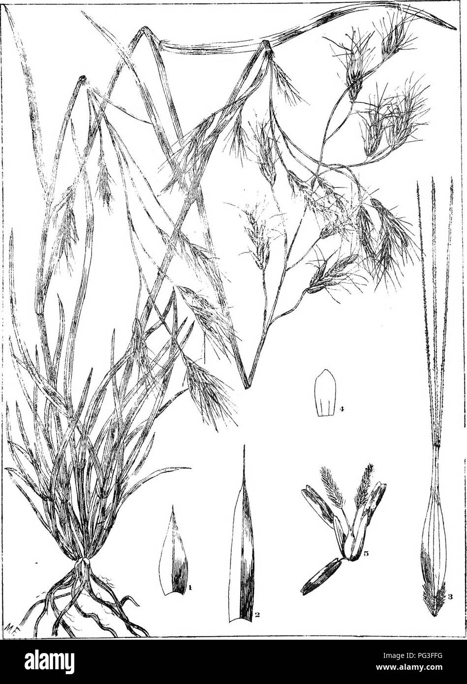. Natal plants : Descriptions and figures of Natal indigenous plants, with notes on their distribution, economic value, native names, &amp;c., / by J. Medley Wood and Maurice S. Evans. Published under the auspices of Natal Government and Durban Botanic Society. Botany. PLATF. 401. ARISTIDA BARBICOLL15, »•*&quot;. Please note that these images are extracted from scanned page images that may have been digitally enhanced for readability - coloration and appearance of these illustrations may not perfectly resemble the original work.. Wood, John Medley, 1827-1914; Evans, Maurice S. (Maurice Smethur Stock Photo