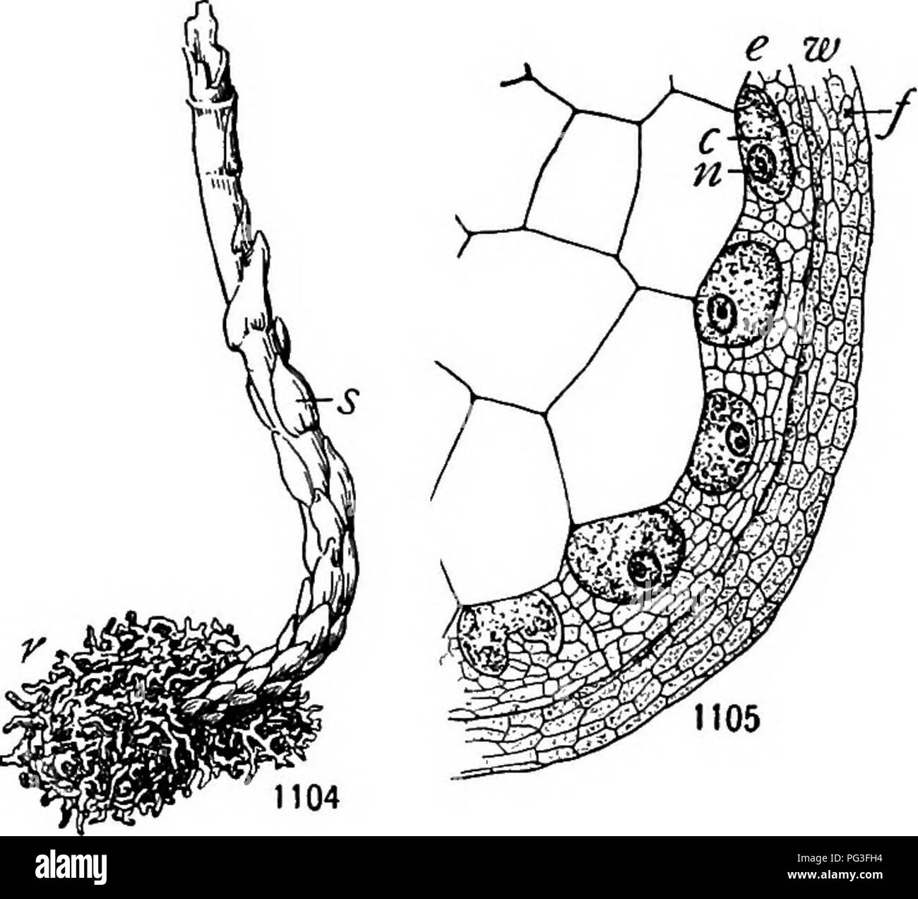 A textbook of botany for colleges and universities ... Botany. 792 ECOLOGY  outside), while if the fungi occur within the roots, as in the orchids  (fig. 1106), it is called endotrophic {