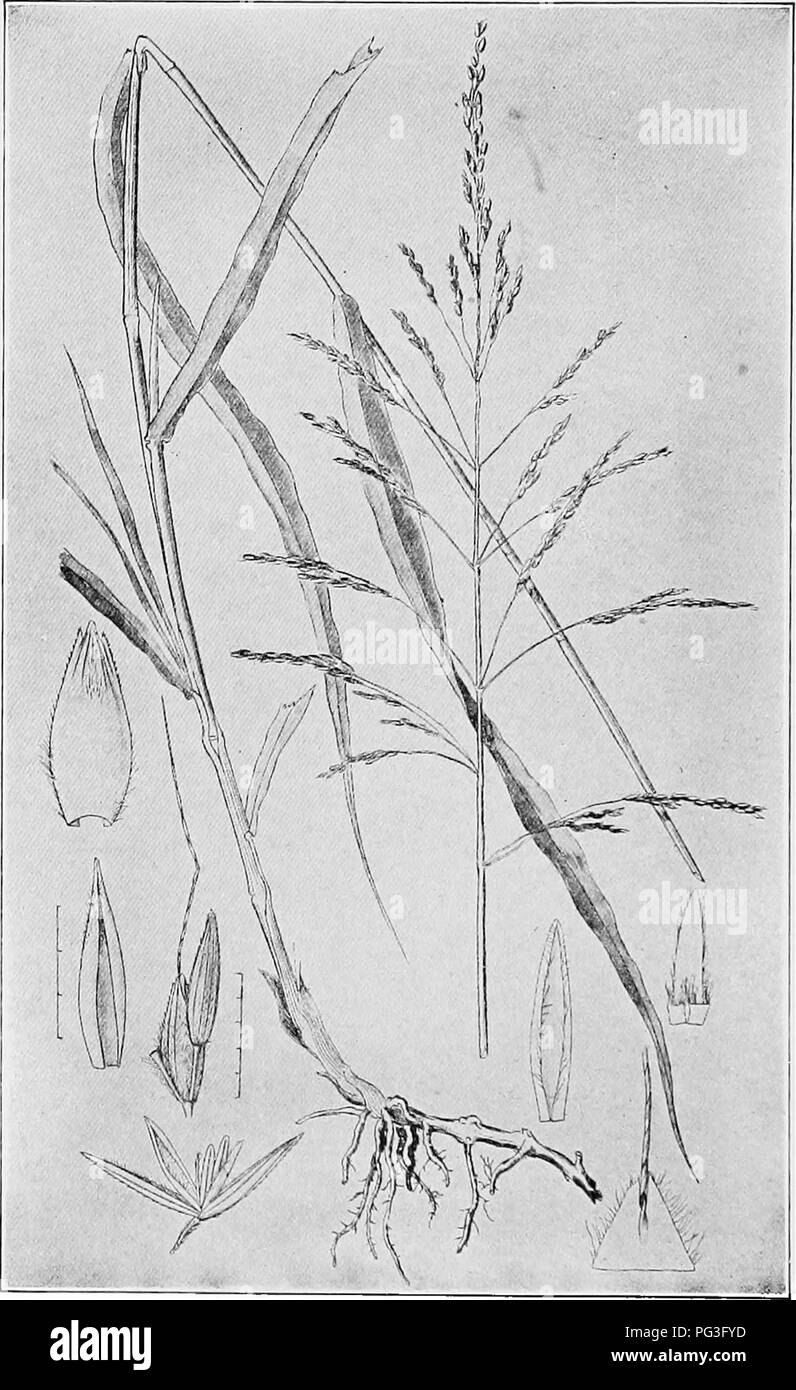 . Farm grasses of the United States; a practical treatise on the grass crop, seeding and management of meadows and pastures, descriptions of the best varieties, the seed and its impurities, grasses for special conditions, etc., etc. Grasses. FIG. 27—JOHNSON GRASS. Please note that these images are extracted from scanned page images that may have been digitally enhanced for readability - coloration and appearance of these illustrations may not perfectly resemble the original work.. Spillman, W. J. (William Jasper). New York, O. Judd company Stock Photo