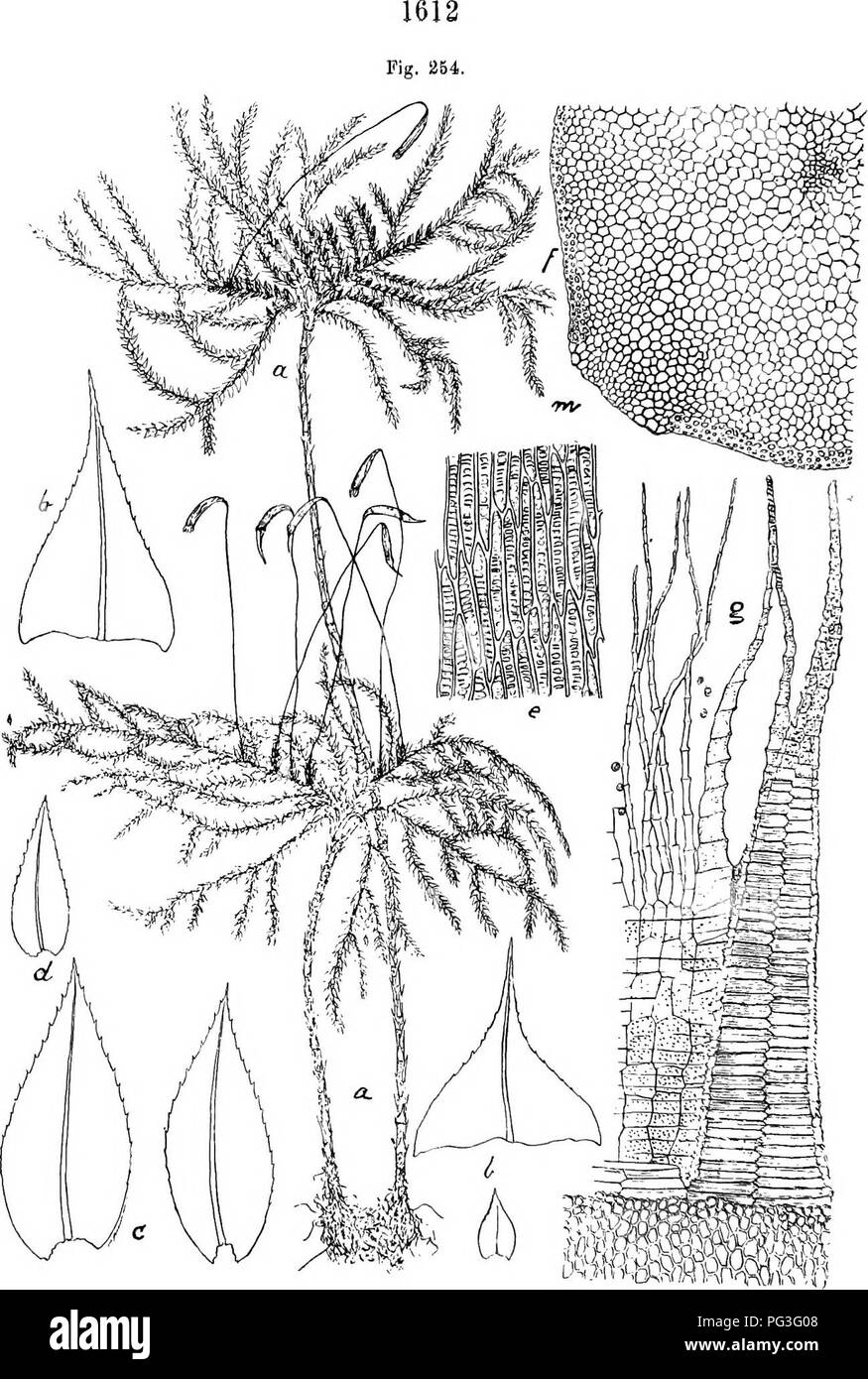 Flore De Buitenzorg Botany Liypwdendrm Junghuhtiii C M Lindb A
