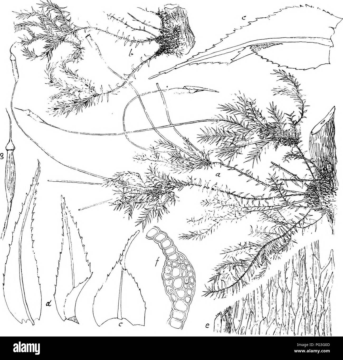 . Flore de Buitenzorg. Botany. 1608 Stengel iind an den Aesten achselstandig, innere Hiillblatter hohl, breit-oval, plotzlich in eine kurze, fast ganzrandige Pfrie- men.spitze auslaufend, Paraphysen zahlreich, etwas linger. Fig. 253.. Hypnodendron Beitmardiii (HscH.) Likdb. a. Habituabild (nat. Grosse). c Blattzellen &quot;Â°. *. Habitus ^ Pflanze (nat. Grosse). /. Querschnitt durch die Rippe !Ai. â ;. Niederbliitter des seoundaren Stengels 'j . y. Sporogon i. d. Ast- nnd Fiederbliilter V- 9 Geschlechtsstand wie bei H. arhorescens, Hiillblatter laug gran- nenfSrmig, scharf gezahnelt. â Pflanze Stock Photo