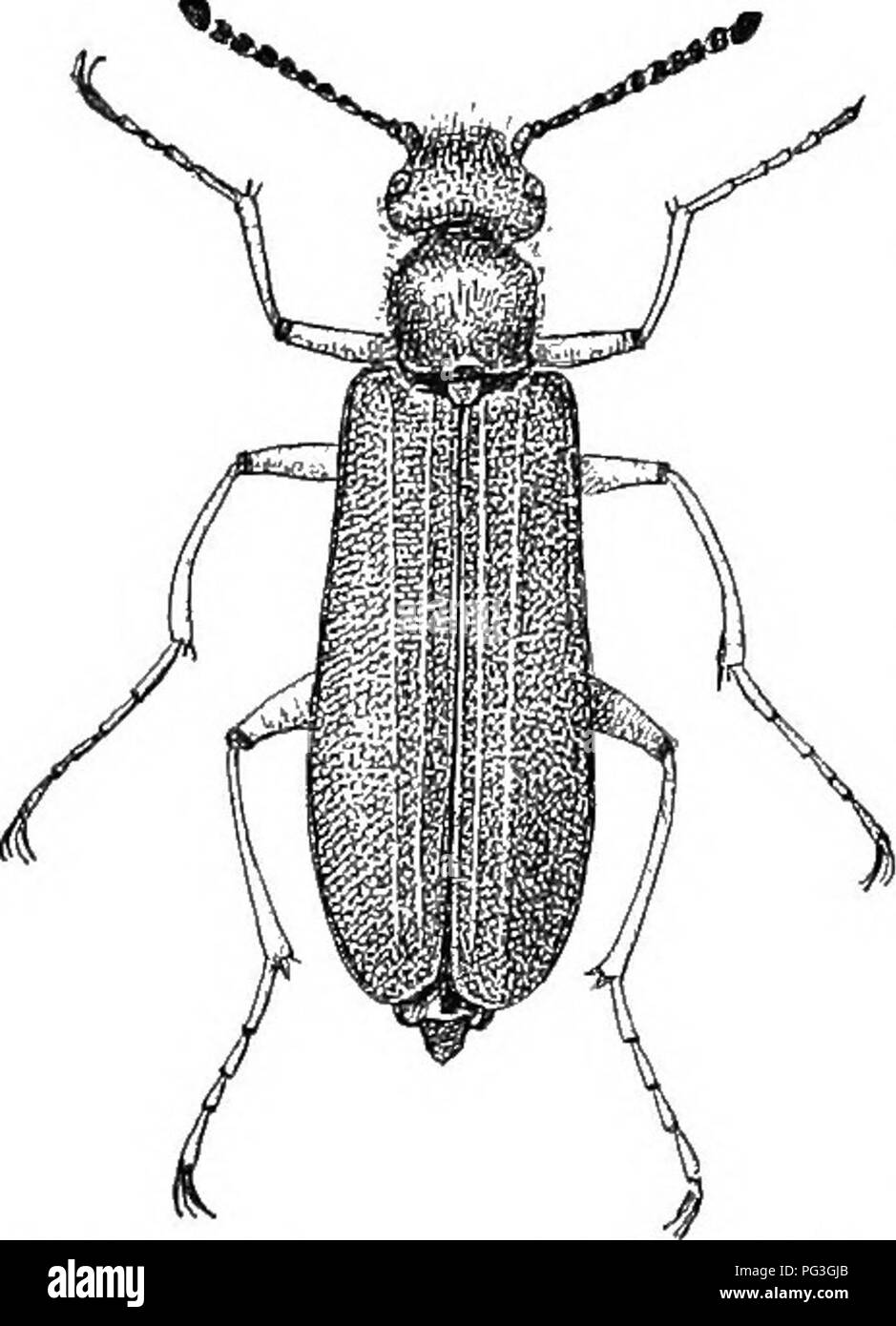 . An illustrated descriptive catalogue of the coleoptera or beetles (exclusive of the Rhynchophora) known to occur in Indiana : with bibliography and descriptions of new species . Beetles. 1364 FAMILY LXV.—RHIPIPHORIDJS. VIII. PoMPHOPOEA Lec. 1862. (Gr., &quot;a blister.&quot;) The only characters separating this genus from Pijrula and Gan- tharis are those set forth in the key. One of the five species occurs in the State. I'.jyO (8124). PoMPi-iopcEA iENEA Say, Jouru. Phil. Acad. Nat. Sci., Ill, 3824, 301; ibid. II, 168. Elongate, slender, sulx-ylindrlcal. Under surface, head and thorax greeni Stock Photo