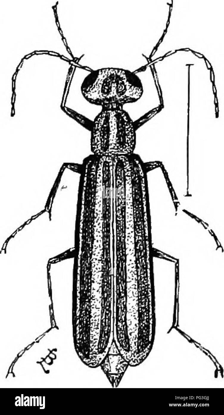 . An illustrated descriptive catalogue of the coleoptera or beetles (exclusive of the Rhynchophora) known to occur in Indiana : with bibliography and descriptions of new species . Beetles. THE OIL AND BUSTER BEETLES. 1361 ''(/. Elytra black without stripes ou disk. c. Body beneath clothed with gray pubescence: elytra iu part or wholly gray-pubescent. f. Elytra wholly clothed with uniform gray pubescence. 2.52(j. CINEKEA. //. Elytra black, the narrow margins and suture only gray. 2.527. MARCINATA. cv. Body above and beneath wholly black; simrs of hind tiljire unequal, the outer one broader. 252 Stock Photo