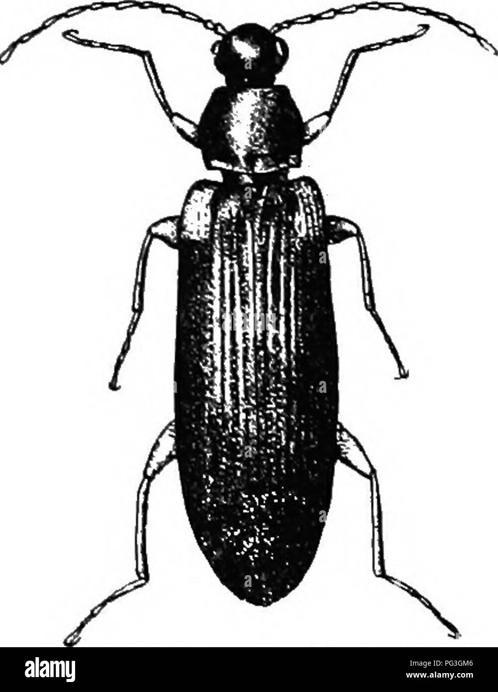 . An illustrated descriptive catalogue of the coleoptera or beetles (exclusive of the Rhynchophora) known to occur in Indiana : with bibliography and descriptions of new species . Beetles. THF. t'OMB-CIiAWEn BARK BEETLKS. 128]. Fig. uGS. X 7. (Original.) 2:M1 (TC.IT). MYrisrcH'n.UiKN fovivta Lee, X. Sp. X. Anier. nvk rerlilish-browu to piroims. sliiuiiii:; antenna' and le.t:s red- dish-yellow; elytra vith a small, pale reddish spot on humeri; piibesn'iue short, fine, sparse and semi-erert. Eyes small, separated by near- ly four times their width. Thorax one-third wider than long; sides stron Stock Photo