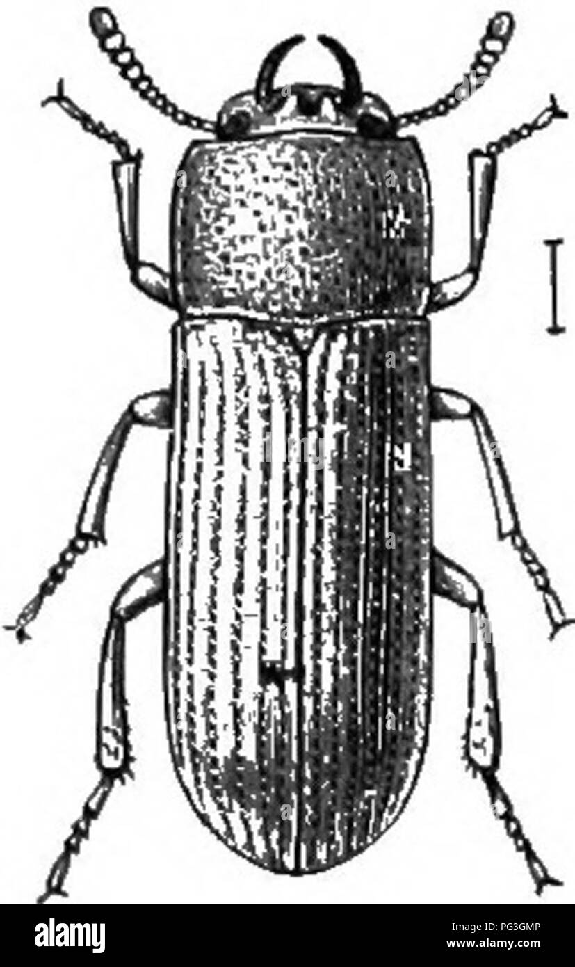 . An illustrated descriptive catalogue of the coleoptera or beetles (exclusive of the Rhynchophora) known to occur in Indiana : with bibliography and descriptions of new species . Beetles. . Please note that these images are extracted from scanned page images that may have been digitally enhanced for readability - coloration and appearance of these illustrations may not perfectly resemble the original work.. Blatchley, W. S. (Willis Stanley), 1859-1940. Indianapolis : Nature Pub. Co. Stock Photo
