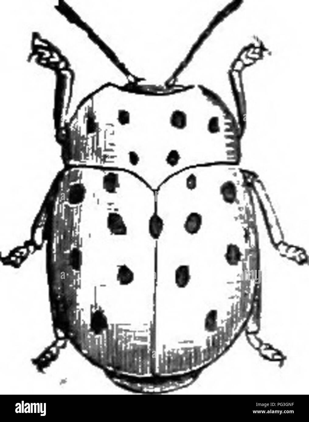 . An illustrated descriptive catalogue of the coleoptera or beetles (exclusive of the Rhynchophora) known to occur in Indiana : with bibliography and descriptions of new species . Beetles. . Please note that these images are extracted from scanned page images that may have been digitally enhanced for readability - coloration and appearance of these illustrations may not perfectly resemble the original work.. Blatchley, W. S. (Willis Stanley), 1859-1940. Indianapolis : Nature Pub. Co. Stock Photo