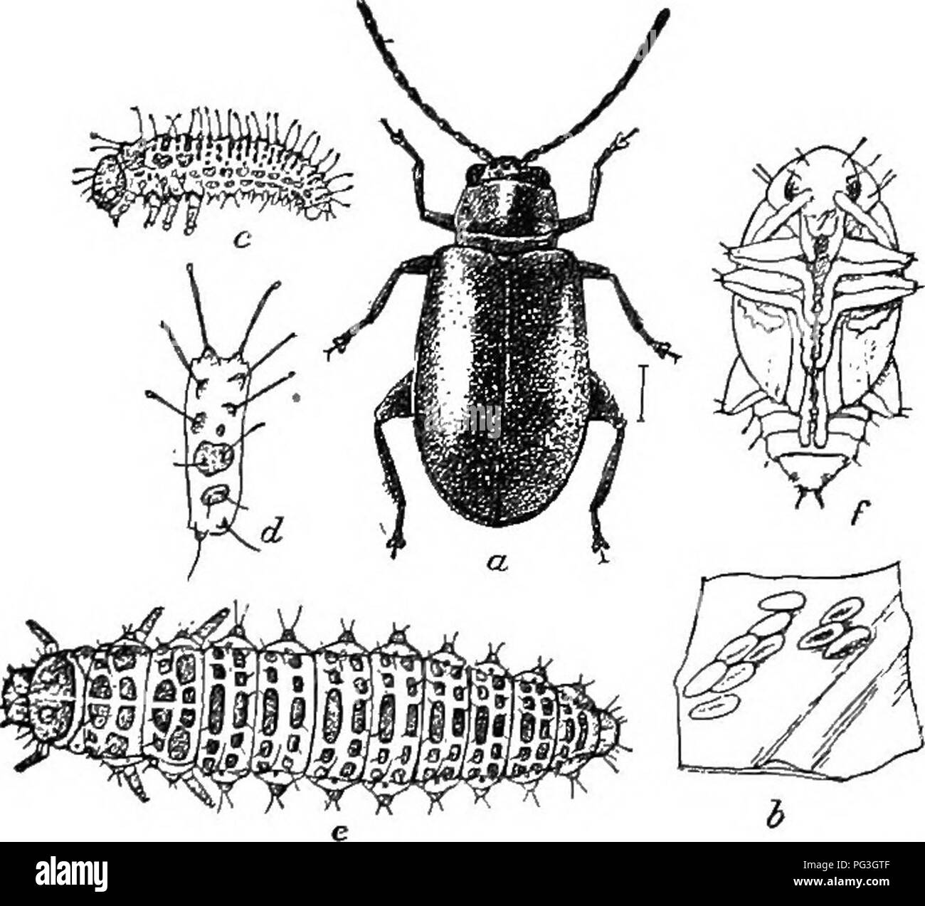 . An illustrated descriptive catalogue of the coleoptera or beetles (exclusive of the Rhynchophora) known to occur in Indiana : with bibliography and descriptions of new species . Beetles. THE IjEAF beetles. 1201 2221 (6960). Haitica bimakginata Say, Journ. Phil. Acad. Nat. Sci., IV, 1824, 85; ibid. II, 220. Oblong, subparallel. Above dark blue, moderately shining; under sur- face and legs blue-black, antennte piceous. Thorax one-half wider than long, margins very narrow, the ante-basal depression deep, reaching the sides and joining the marginal depression; surface distinctly alutaceous, spar Stock Photo