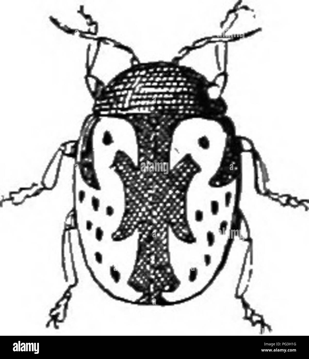 . An illustrated descriptive catalogue of the coleoptera or beetles (exclusive of the Rhynchophora) known to occur in Indiana : with bibliography and descriptions of new species . Beetles. THE LEAF BEETLES. 1157 2142 (HSdS). Calliqkapha scalaeis Jjec, Ann. Lye. Nat. Hist., I, 1824, 173. Oval, convex. Dark metallic green, shining; elytra cream.v white with a broacl, greenish, common sutural stripe, which projects three short spurs each side, and each with a large, curved humeral lunule double to near middle and enclosing a round greenish spot; behind the lunule 12 to l.i small greenish spots;  Stock Photo