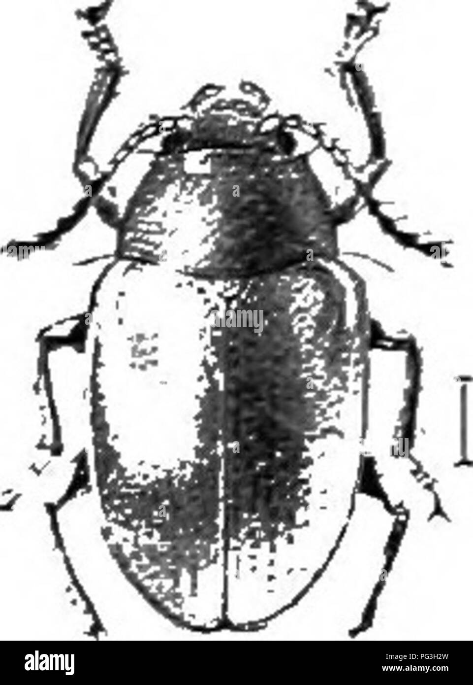 . An illustrated descriptive catalogue of the coleoptera or beetles (exclusive of the Rhynchophora) known to occur in Indiana : with bibliography and descriptions of new species . Beetles. ThJi LEAF BEETLE^. 114U Siiuthwi-stern portion of the State; si-arin. June 12-July 2.s. Occurs on the frreater ragweed, Ambiomi irifida L., in low, moist places. The larger size, more truly oval form and coai^^nly punc- tured sides of metasternimi readily distinguish this from tristi.s. I'lBO ((JTTsbi. XoDONOTA pc.NCTicoiXTs Sny. Jouru. Phil. Acad. Nat. Si-i.. III. l'^2l;. 444; ibid. II. â ^^â¢2. Oliliiiiir. Stock Photo