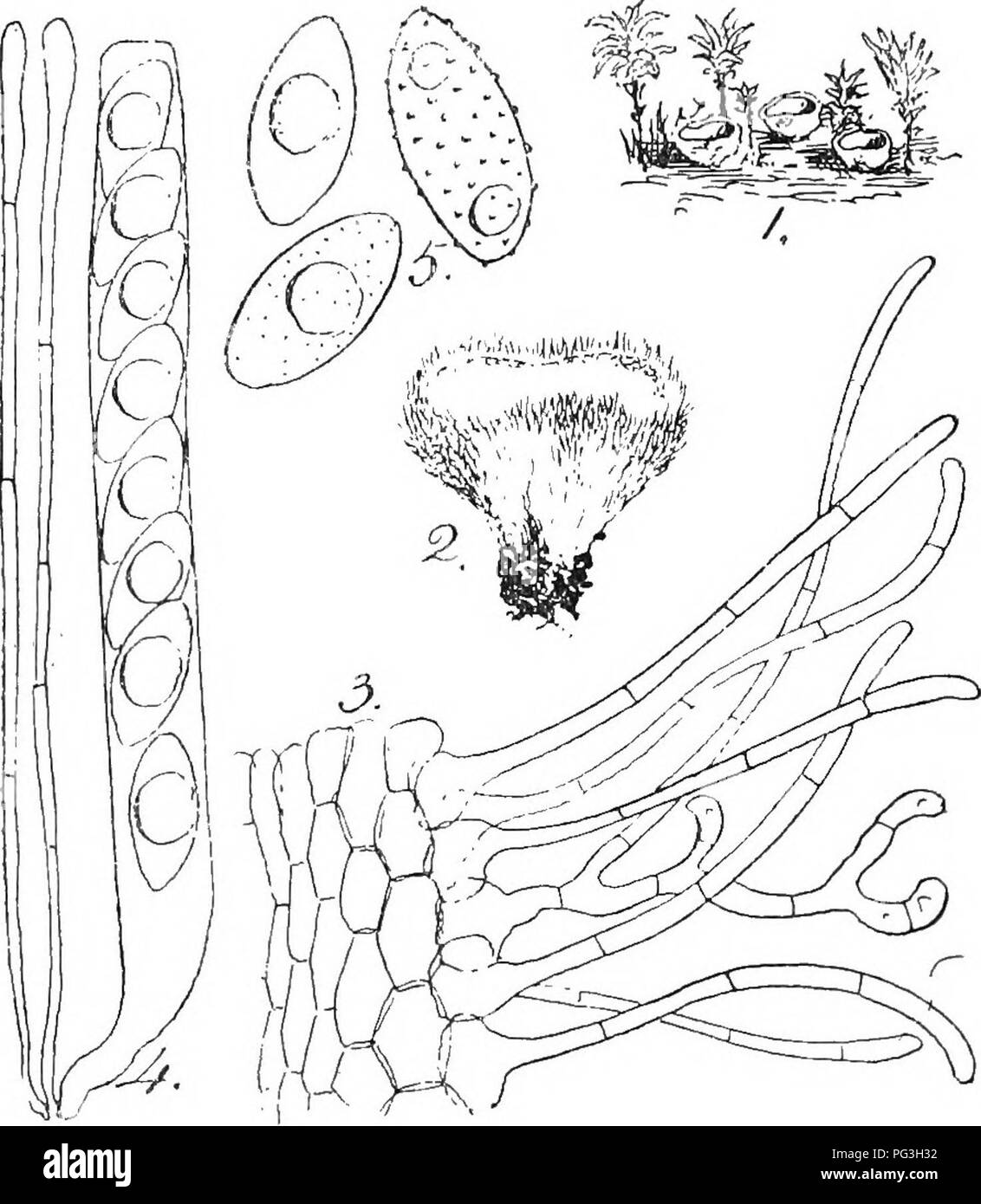 . British fungus-flora. A classified text-book of mycology. Fungi. NEOTTIELLA. 371 margin composed of hyaline, septate, cylindrical, thin-walled hyphae that are sometimes hranched, 80-100 x 6-7 /x, the hyphae are often arranged in little bundles; excipulum parenchymatous, cells elongated in the direction from base. Neottiella polytricM. Fig. 1, small specimens, natural size;âPig. 2, specimen, x 5; Fig. 3, section of portion of excipulum, x 400;âFig. 4, aacus â with spores and paraphyses, x 400;âFig. 5, spores in various stages of development, x 800. to margin ; cortical cells irregularly polj- Stock Photo