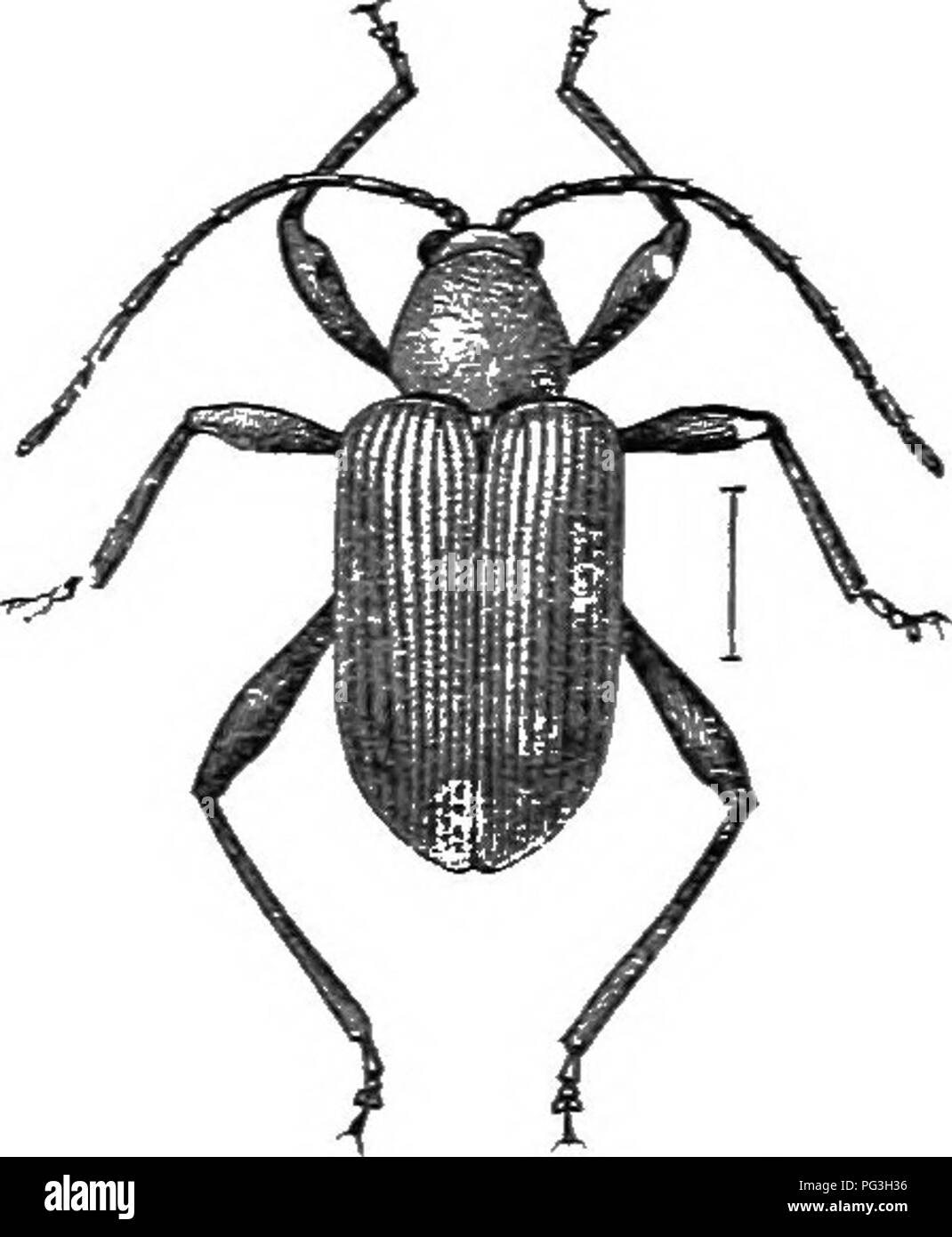 . An illustrated descriptive catalogue of the coleoptera or beetles (exclusive of the Rhynchophora) known to occur in Indiana : with bibliography and descriptions of new species . Beetles. THE LEAF BEETLES. 1143 KEY TO IXDlA^s'A SPECKS 01- FIDLi. (/. I'iiecus ur nearly black; iiuuetures of elytral striie coarse and deeij; intervals flat, punctures not densu. 2115. loxgipes. 0(7. Reddish to pale brown; punctures of elytral striae not very coarse; In- tervals flat, densely punctured. 2116. viticida. 2115 (i&quot;&gt;724i. FiDiA LOXGIPES Melsh., l'i;&lt;r. Phil. Acad. Nat. Sci., Ill, 1S4T. 169. E Stock Photo
