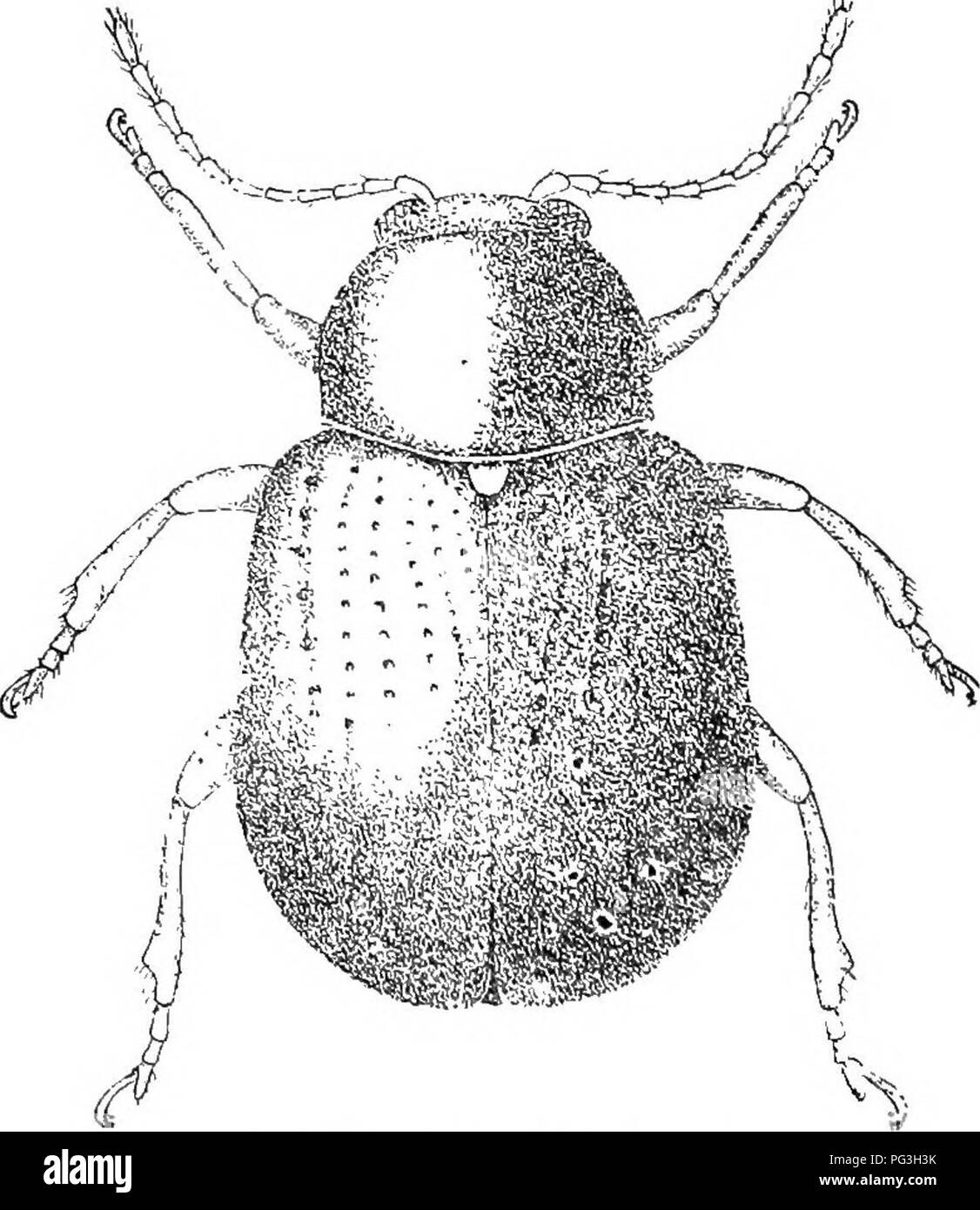 . An illustrated descriptive catalogue of the coleoptera or beetles (exclusive of the Rhynchophora) known to occur in Indiana : with bibliography and descriptions of new species . Beetles. Fig. 490. Leg of Typophorus caneUus, showing emarginate hind tibia, tarsal joints, and cleft tarsal olaw. (After Forbes ) TypopiiORT^S Eriuhs. 1847. (Gr., &quot;impression + bear- ing.&quot;) To this genus belong the species listed by Henshaw under the name Paria. They have the eyes surrounded by a rather deep groove; tarsal claws bifid ; elytra with rows of punc- tures ; antennas -with second .joint thicker Stock Photo