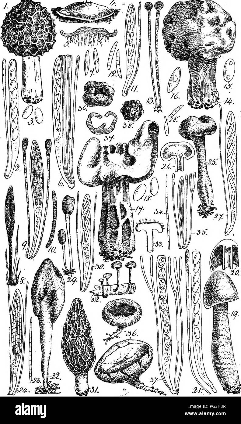 . British fungus-flora. A classified text-book of mycology. Fungi. . Please note that these images are extracted from scanned page images that may have been digitally enhanced for readability - coloration and appearance of these illustrations may not perfectly resemble the original work.. Massee, George, 1850-1917. London, New York, G. Bell &amp; Sons Stock Photo