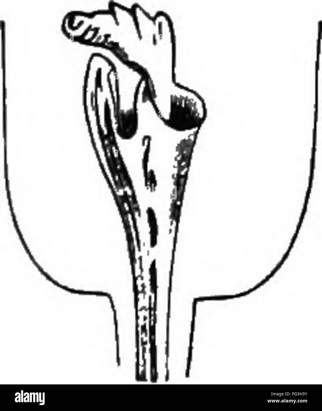 . The origin of floral structures : through insect and other agencies. Plants; Flowers; Flowers. homologous with one leaf alone; but the membranes belong- ing to each anther, being of, at least, two layers of cells, have become foliaceons, just as the epidermis of the nucellus has done in the cases herein described; so that, in the Jatropha, two leafy expansions were developed out of one. Other instances are known of ovules being represented by leaves, as Primula Sinensis, Synvphytum officinale,* and Sisymbrin/m Alliaria (Fig. 86). Theoretically, it might be objected that a leaf (carpel) shoul Stock Photo