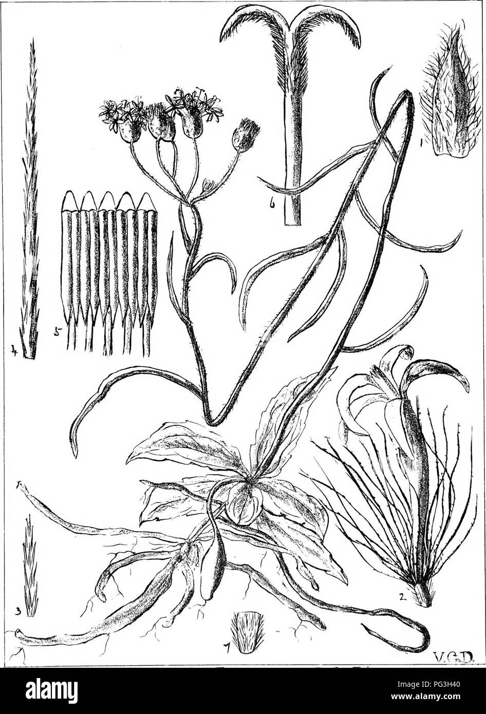 . Natal plants : Descriptions and figures of Natal indigenous plants, with notes on their distribution, economic value, native names, &amp;c., / by J. Medley Wood and Maurice S. Evans. Published under the auspices of Natal Government and Durban Botanic Society. Botany. Plate 366. Vernonia Dregeana,x5'ci2.5'ip.. Please note that these images are extracted from scanned page images that may have been digitally enhanced for readability - coloration and appearance of these illustrations may not perfectly resemble the original work.. Wood, John Medley, 1827-1914; Evans, Maurice S. (Maurice Smethurst Stock Photo