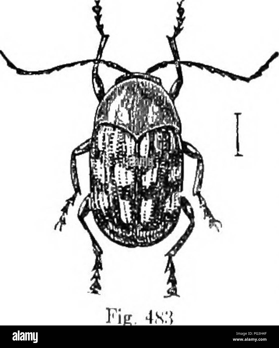 . An illustrated descriptive catalogue of the coleoptera or beetles (exclusive of the Rhynchophora) known to occur in Indiana : with bibliography and descriptions of new species . Beetles. 1118 FAAIILY LIII. CIIRVSOirELID.E. KEY TO INDIANA SPECIES OF UASSAEEUS. ((. Elytra with either spots or stripes. i. Elytra each with two or more reddish, black, or yellow spots, c. Spots on each elytron four or more. d. Edge of thoracic flanks, beneath the antennaj, acutely toothed. 2058. CLATHRATIS. cid. Edge of thoracic flanks only feebly sinuate. e. Elytra black or piceous, the spots yellow. 2059. fokmo Stock Photo