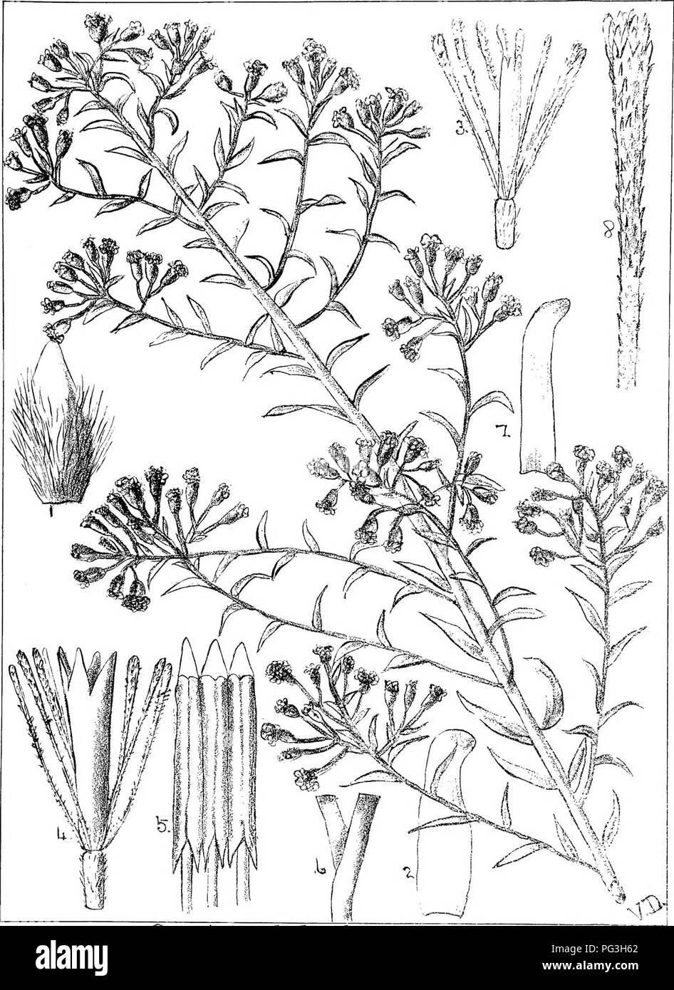 . Natal plants : Descriptions and figures of Natal indigenous plants, with notes on their distribution, economic value, native names, &amp;c., / by J. Medley Wood and Maurice S. Evans. Published under the auspices of Natal Government and Durban Botanic Society. Botany. Plate 355. Cassinia phylicifolia/jQCj Wood.. Please note that these images are extracted from scanned page images that may have been digitally enhanced for readability - coloration and appearance of these illustrations may not perfectly resemble the original work.. Wood, John Medley, 1827-1914; Evans, Maurice S. (Maurice Smethur Stock Photo