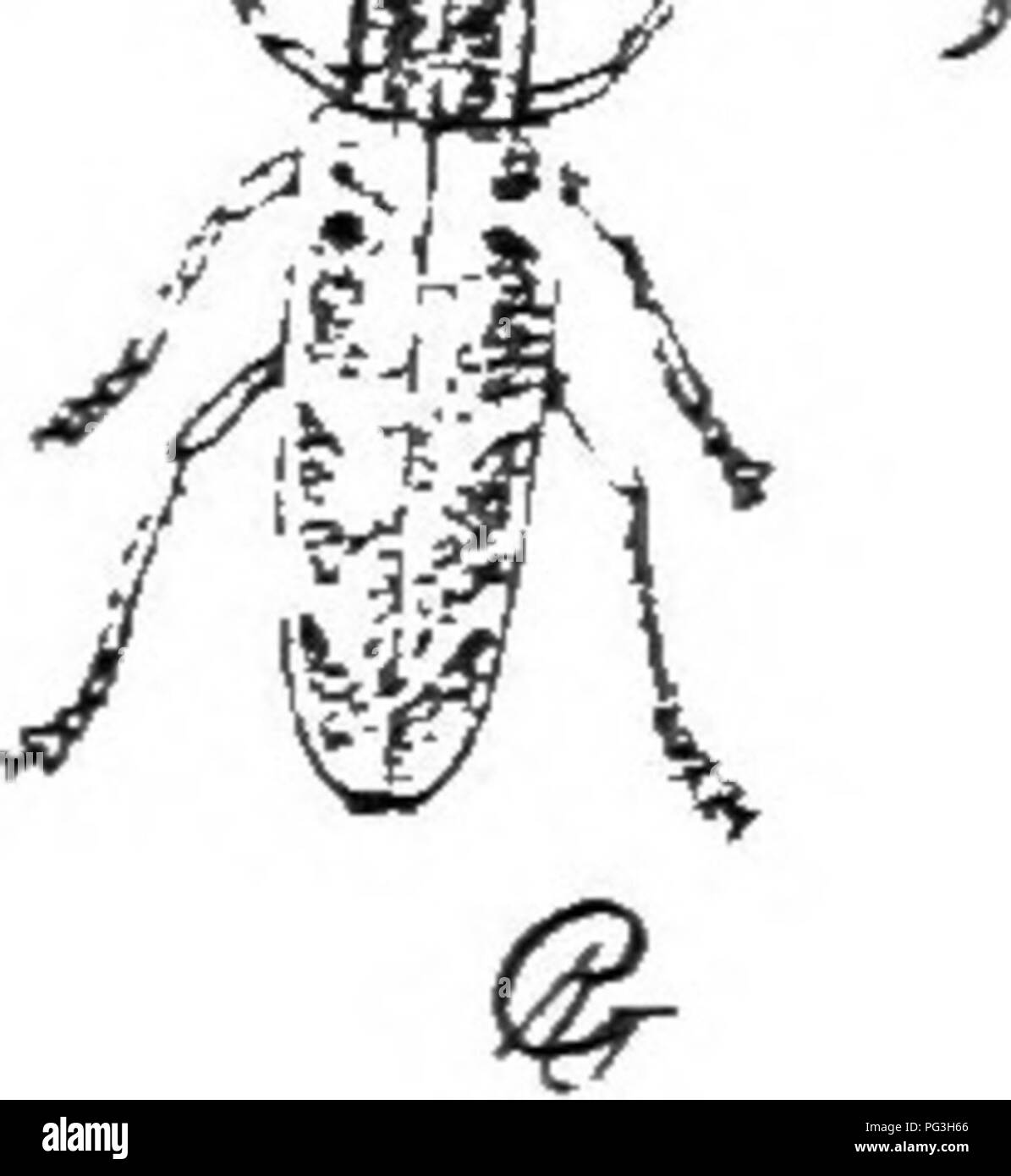 . An illustrated descriptive catalogue of the coleoptera or beetles (exclusive of the Rhynchophora) known to occur in Indiana : with bibliography and descriptions of new species . Beetles. TUB iAi.NG-IlOKNKD WUOD-BORIXG BEETLES. IHST the borers, -svith possible recourse to the use of repellant washes, is about all that can be done and in the majority of instances should afford considerable protection. In one specimen from Porter County the tips of elytra are acute and divaricate. S. Candida Fab. (Fifr. 470), length 15-20 mm., has the same range as mocsia. Its larva is known as the &quot;apple  Stock Photo