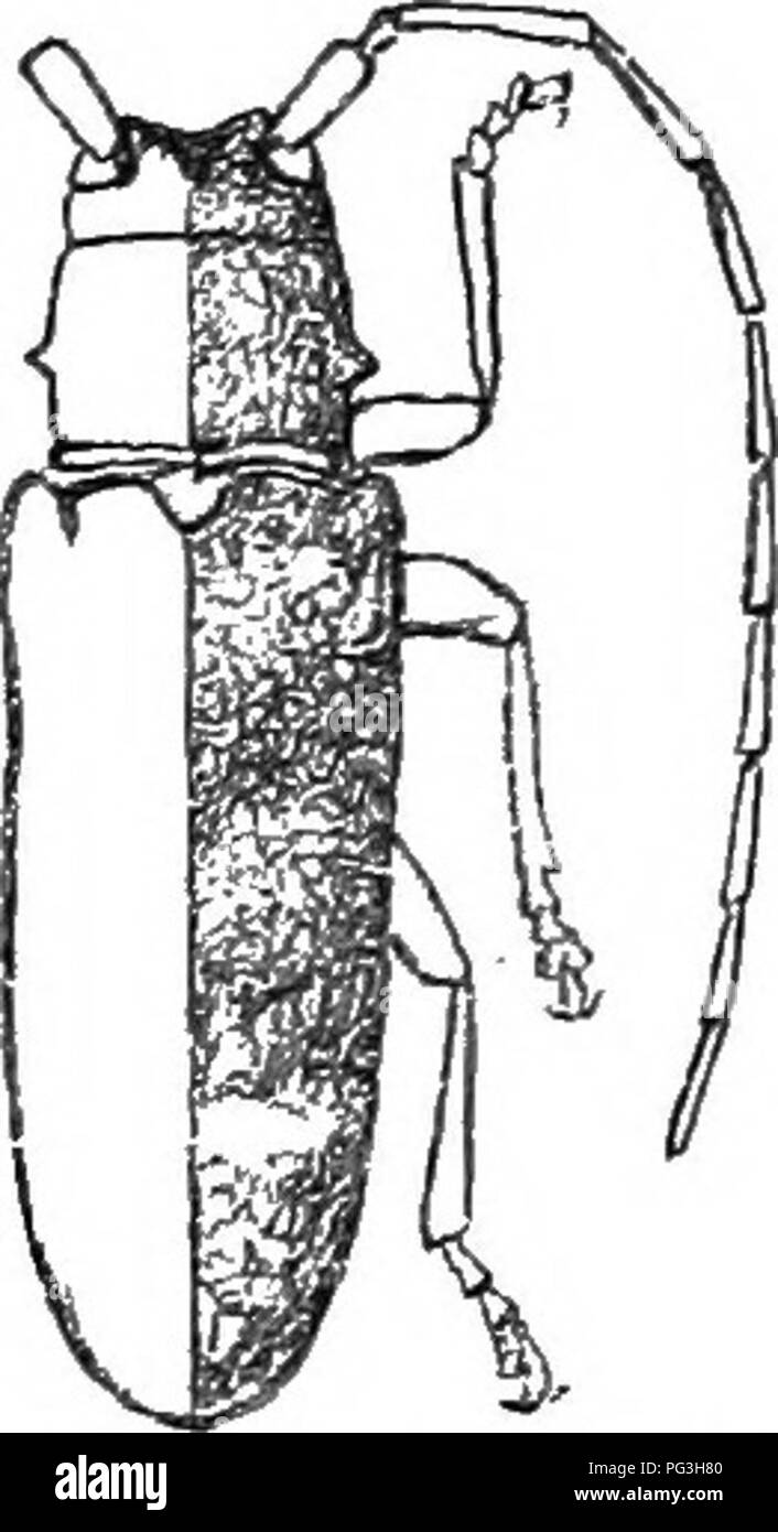 . An illustrated descriptive catalogue of the coleoptera or beetles (exclusive of the Rhynchophora) known to occur in Indiana : with bibliography and descriptions of new species . Beetles. THE LOXG-HOENED WOOD-BORING BEETLES. 1067 a short, obtuse spine each side. (Fig. 456.) Four of the six spe- cies are known from the State, and the others probably occur. KEY TO SPECIES OF GOES. a. Surface color of body brownish; antennse of male not more than one and a fourth times the length of body. 6. Elytra each with a conspicuous space ou apical half, which is not pubescent, c. Size larger, 22 or more m Stock Photo
