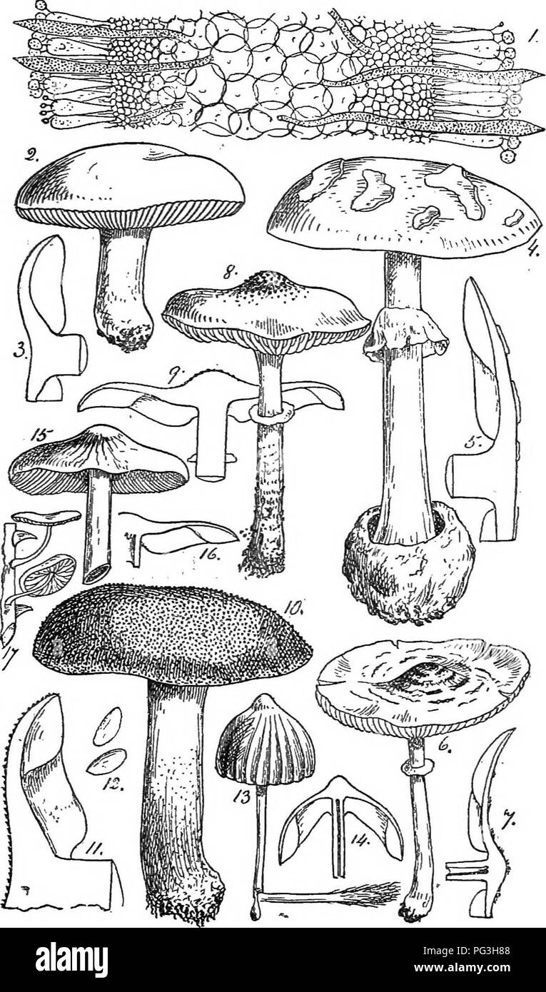 Various Species Of Fungi Black And White Stock Photos Images Alamy